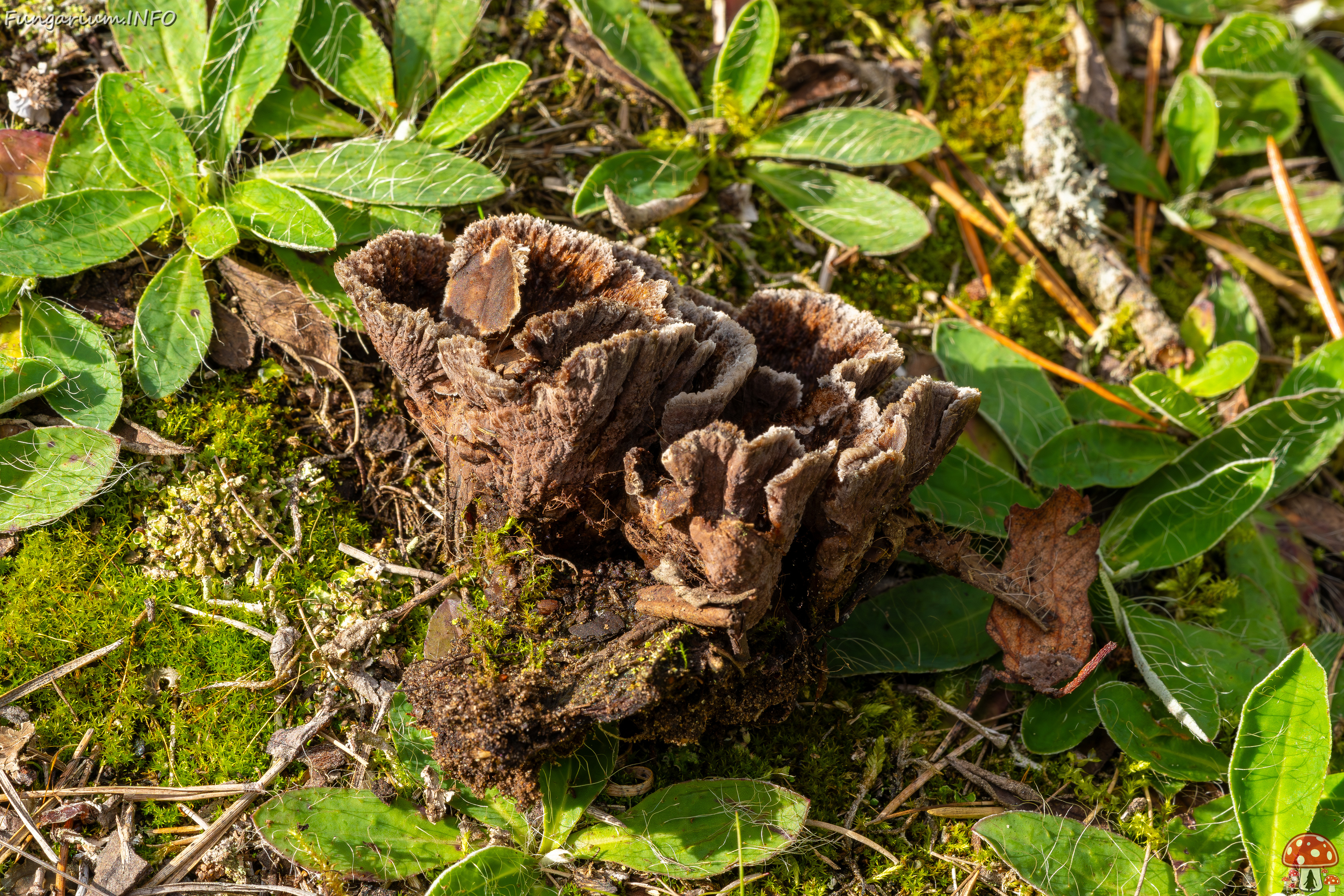 thelephora-terrestris_2023-09-14_1-6 