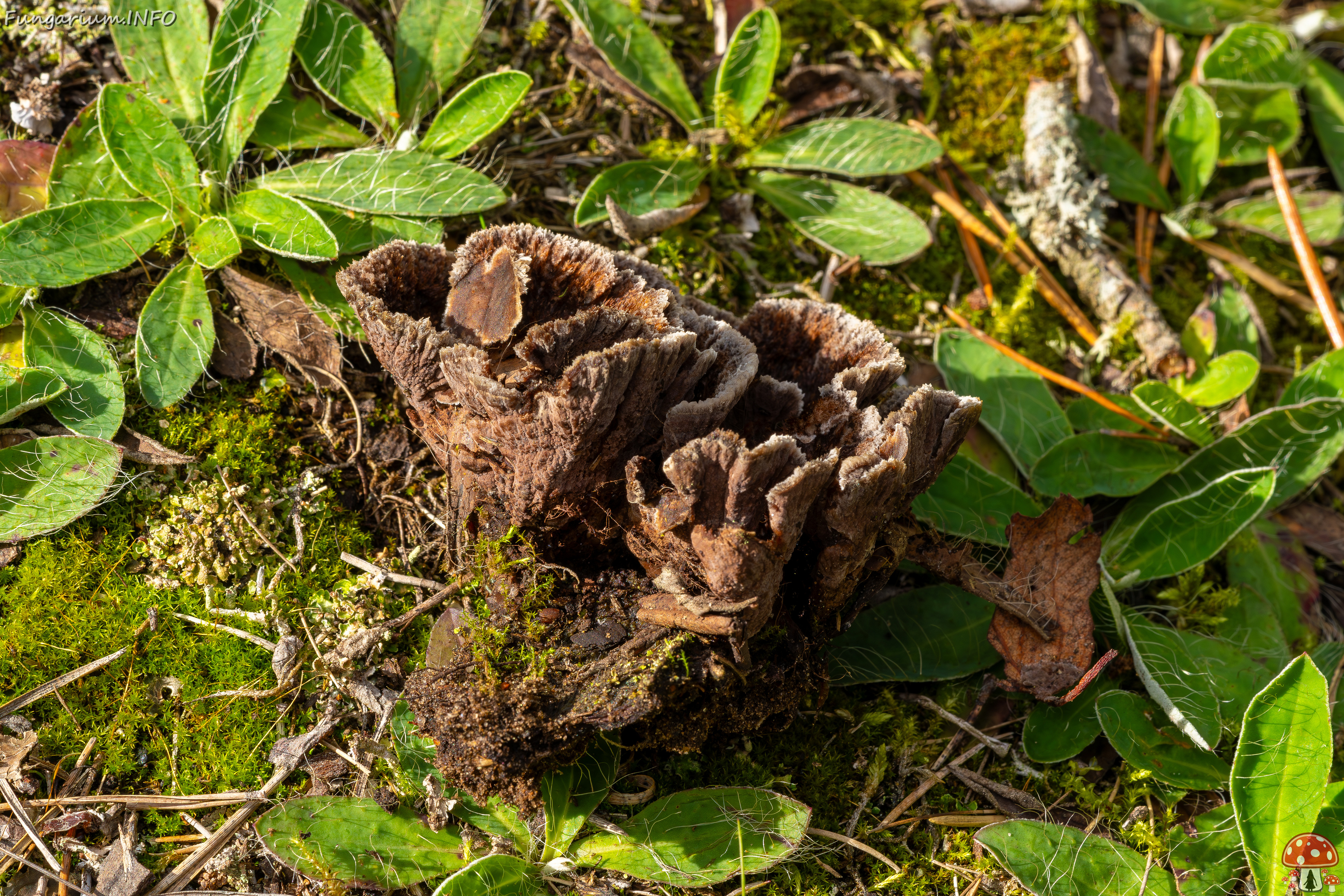 thelephora-terrestris_2023-09-14_1-7 