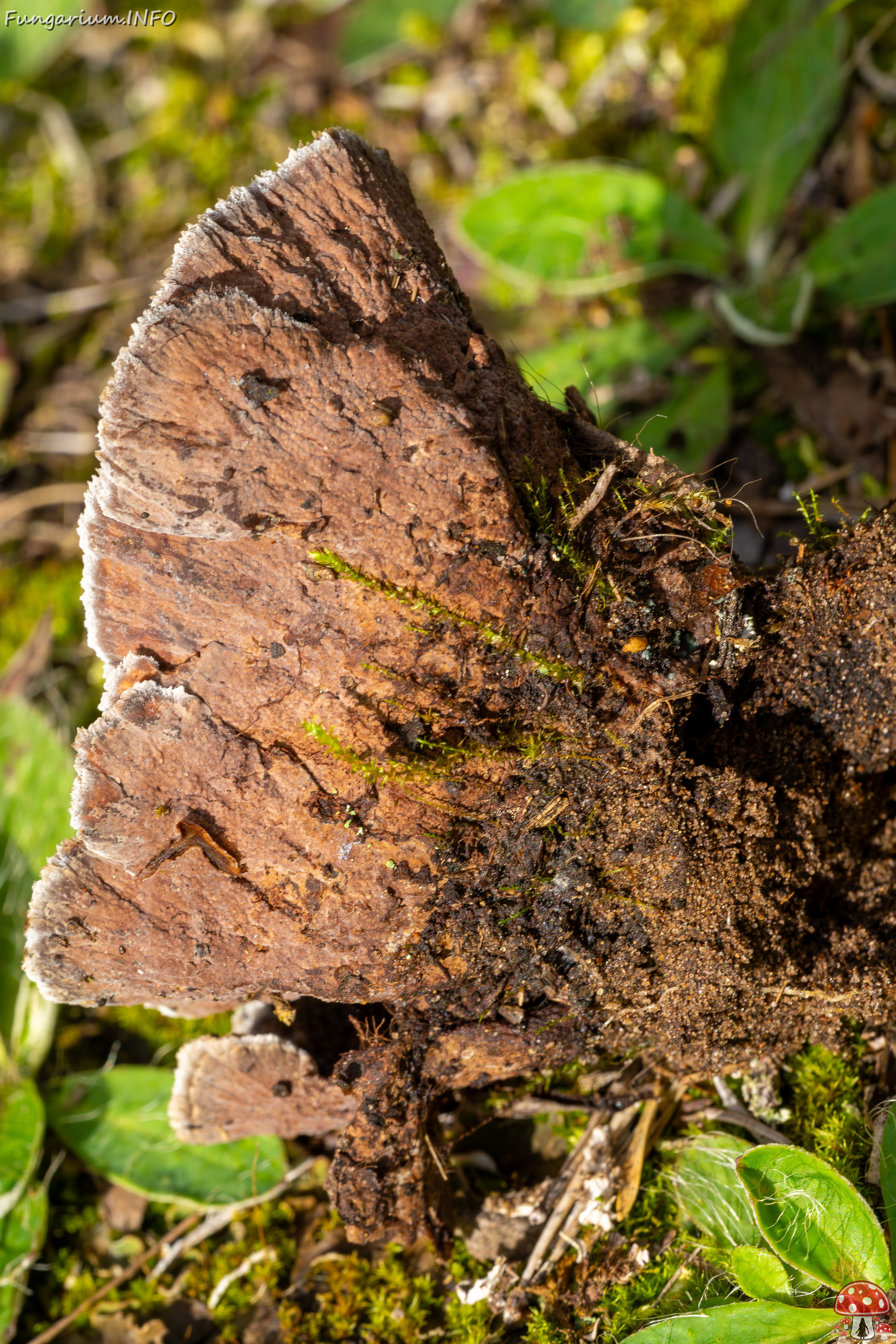 thelephora-terrestris_2023-09-14_1-8 