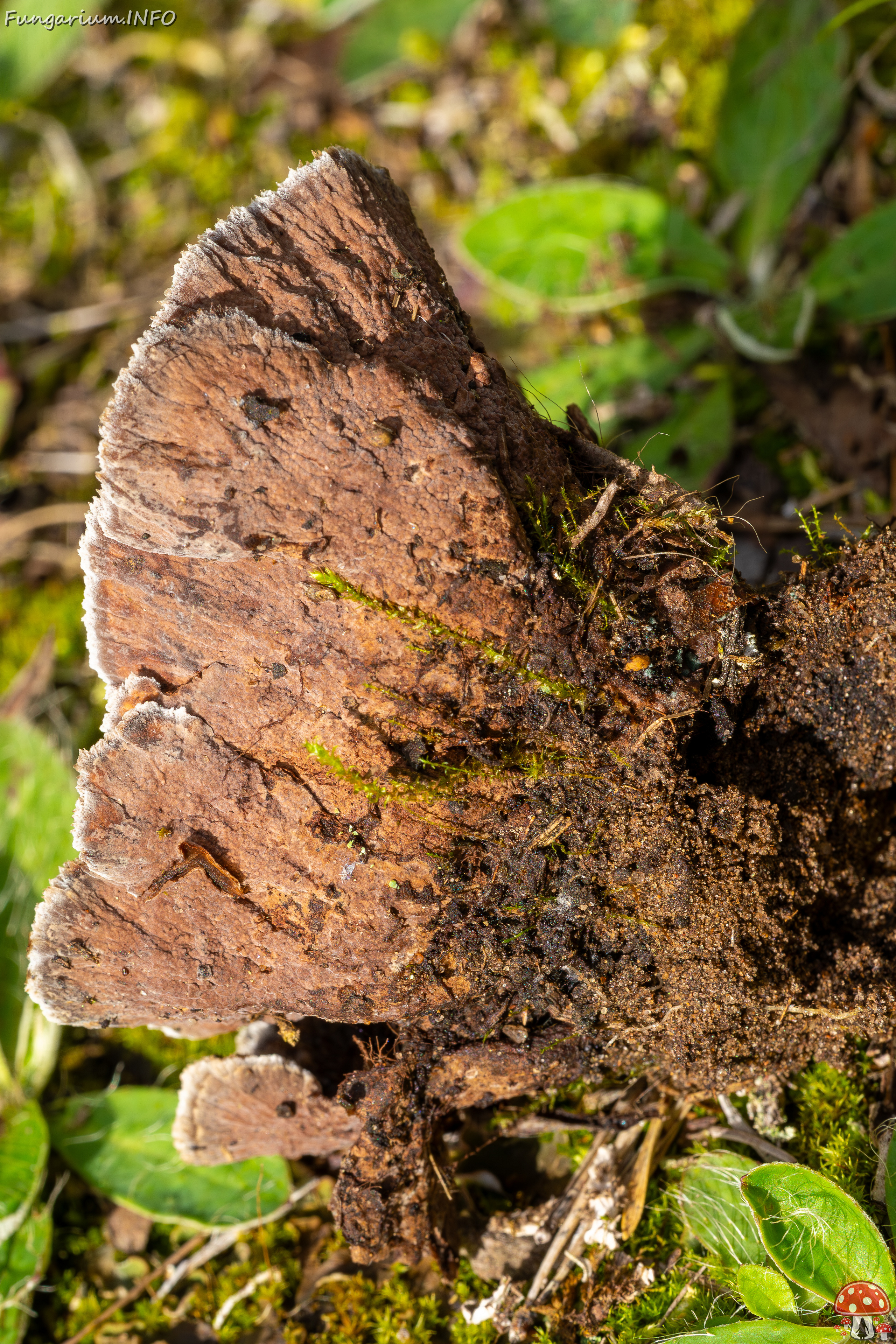 thelephora-terrestris_2023-09-14_1-9 