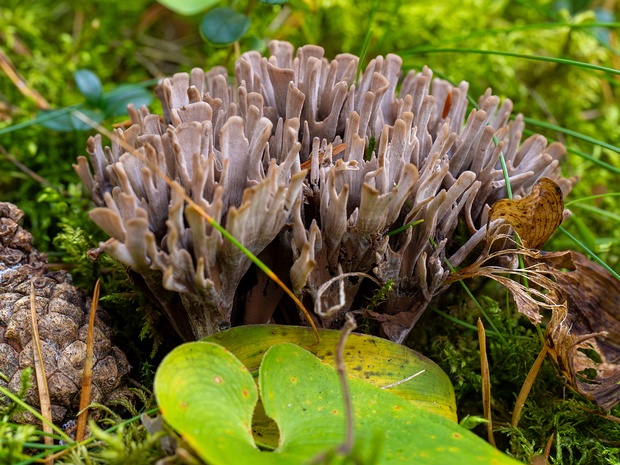 Телефора пальчатая - Thelephora palmata