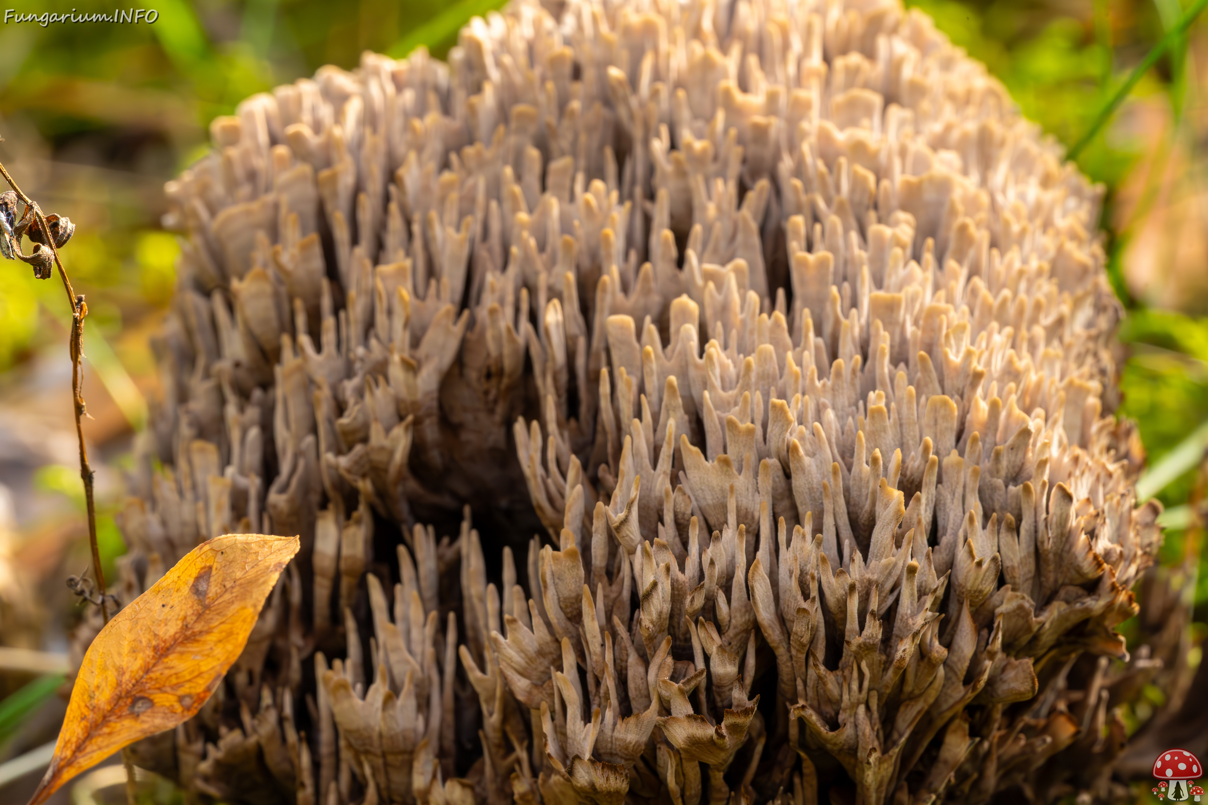 thelephora-palmata_2023-09-12_1-12 