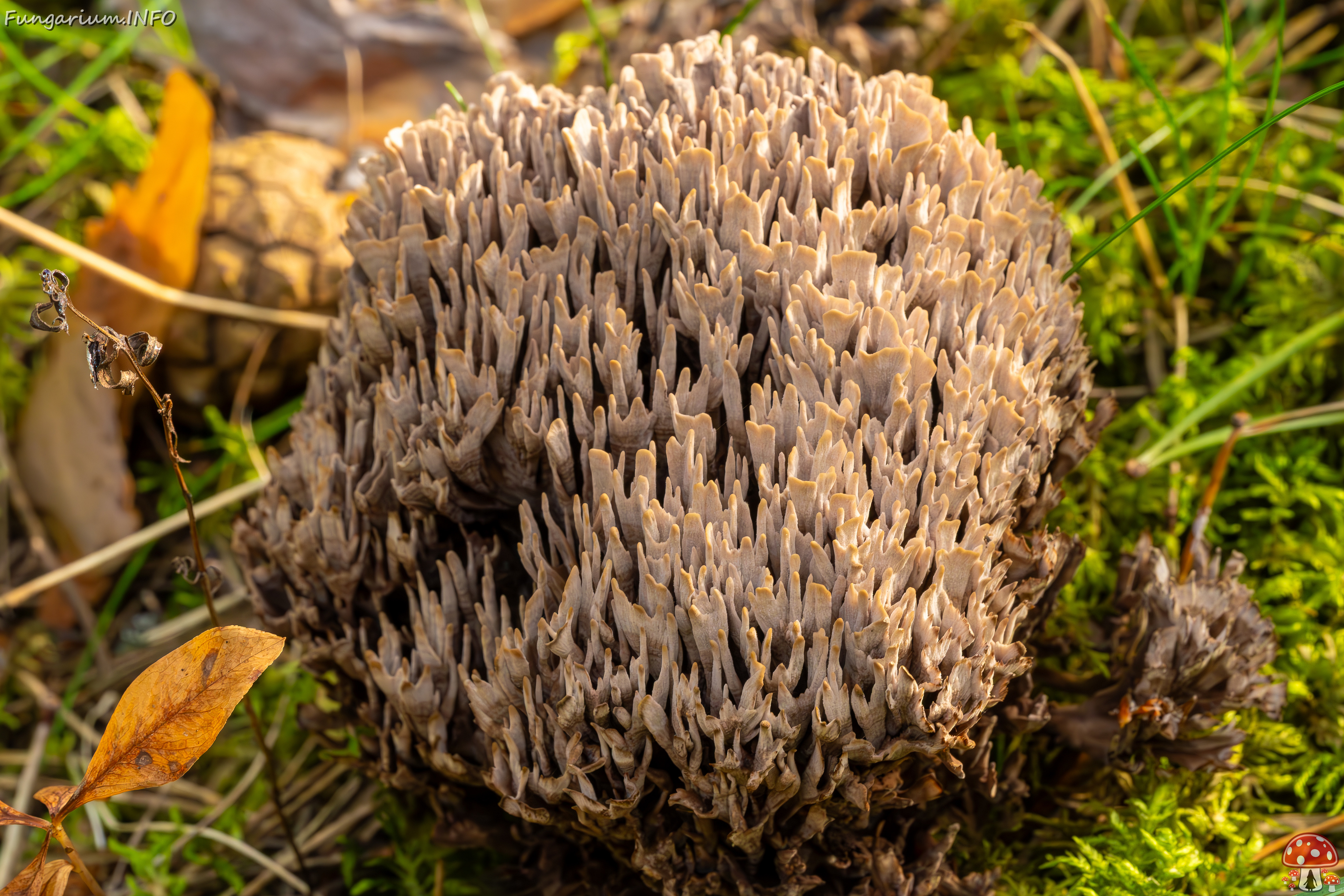 thelephora-palmata_2023-09-12_1-16 