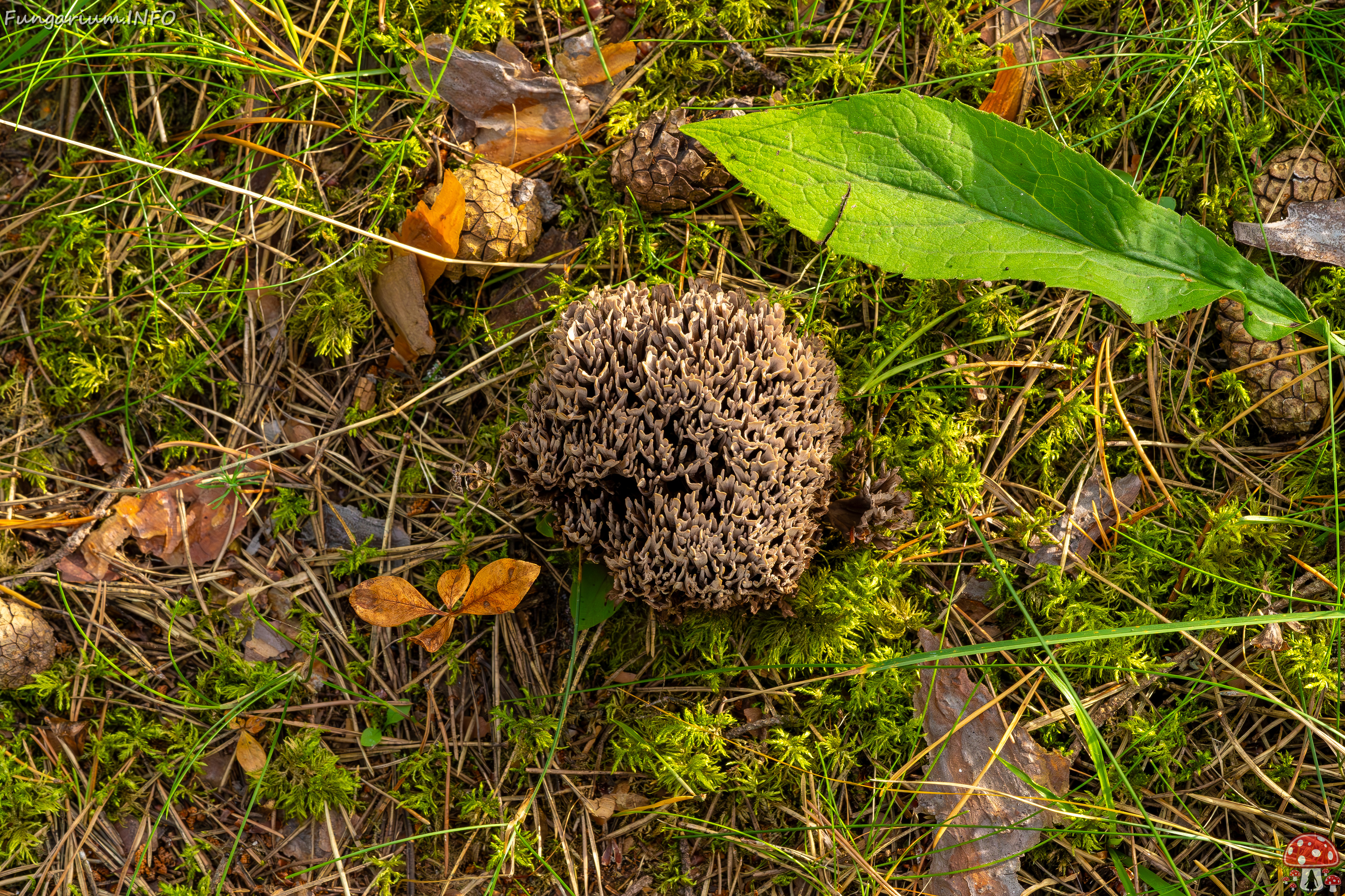 thelephora-palmata_2023-09-12_1-18 