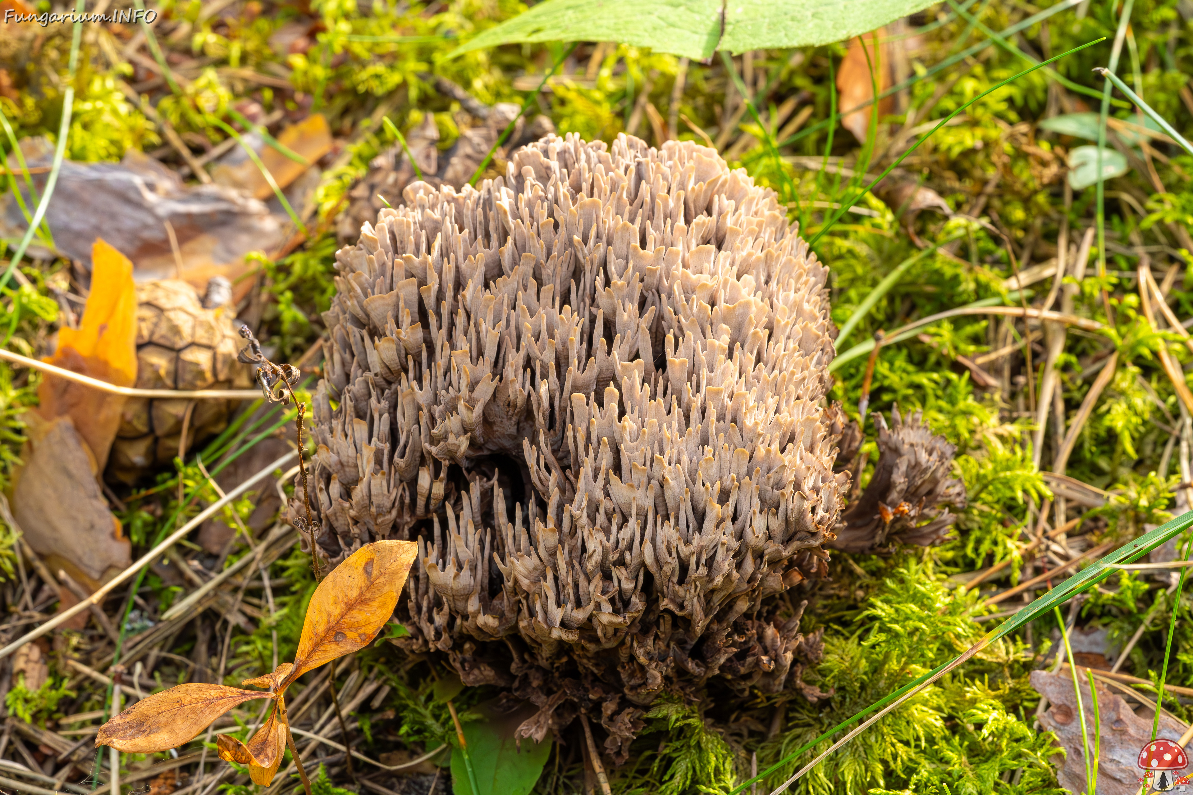 thelephora-palmata_2023-09-12_1-2 