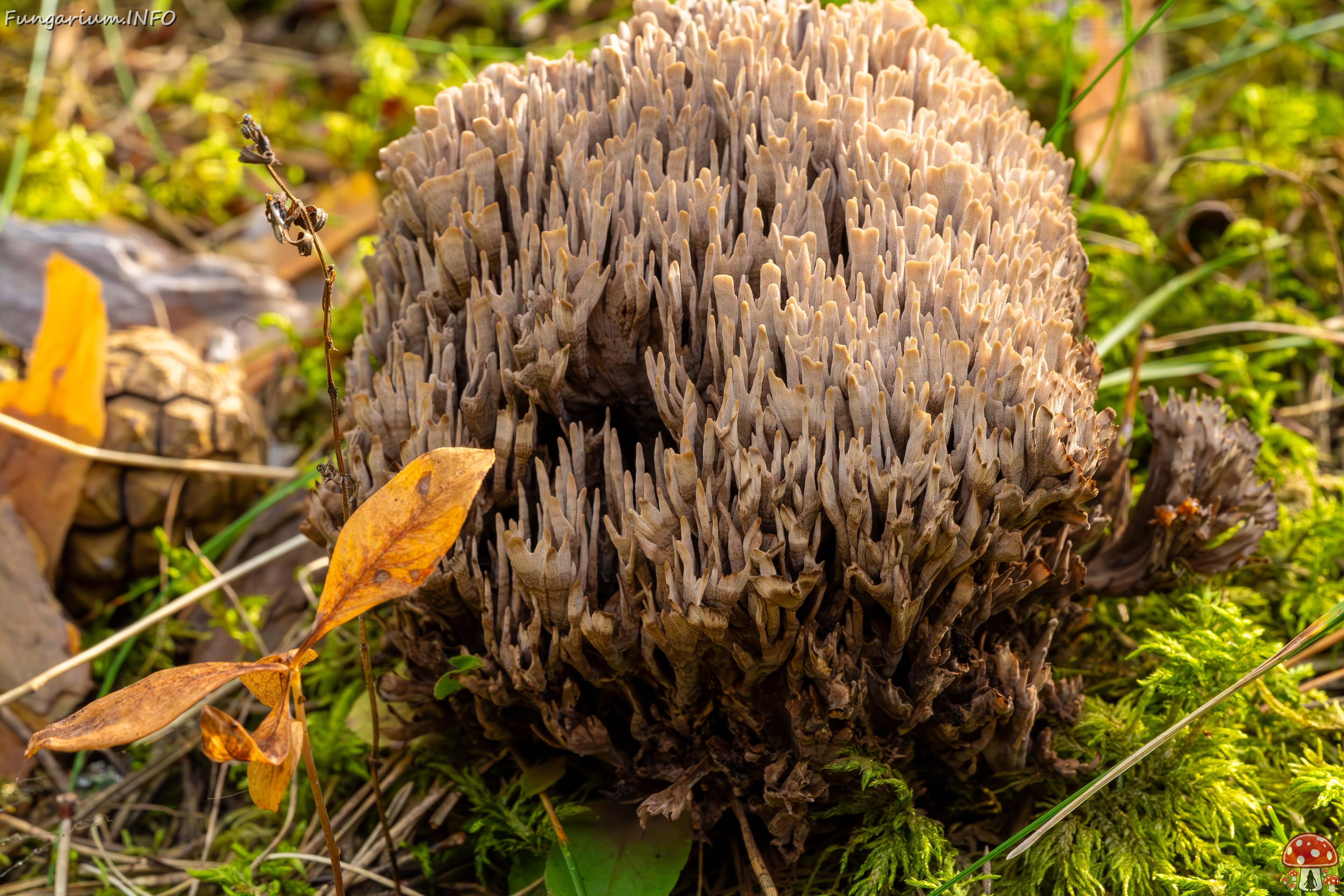 thelephora-palmata_2023-09-12_1-7 