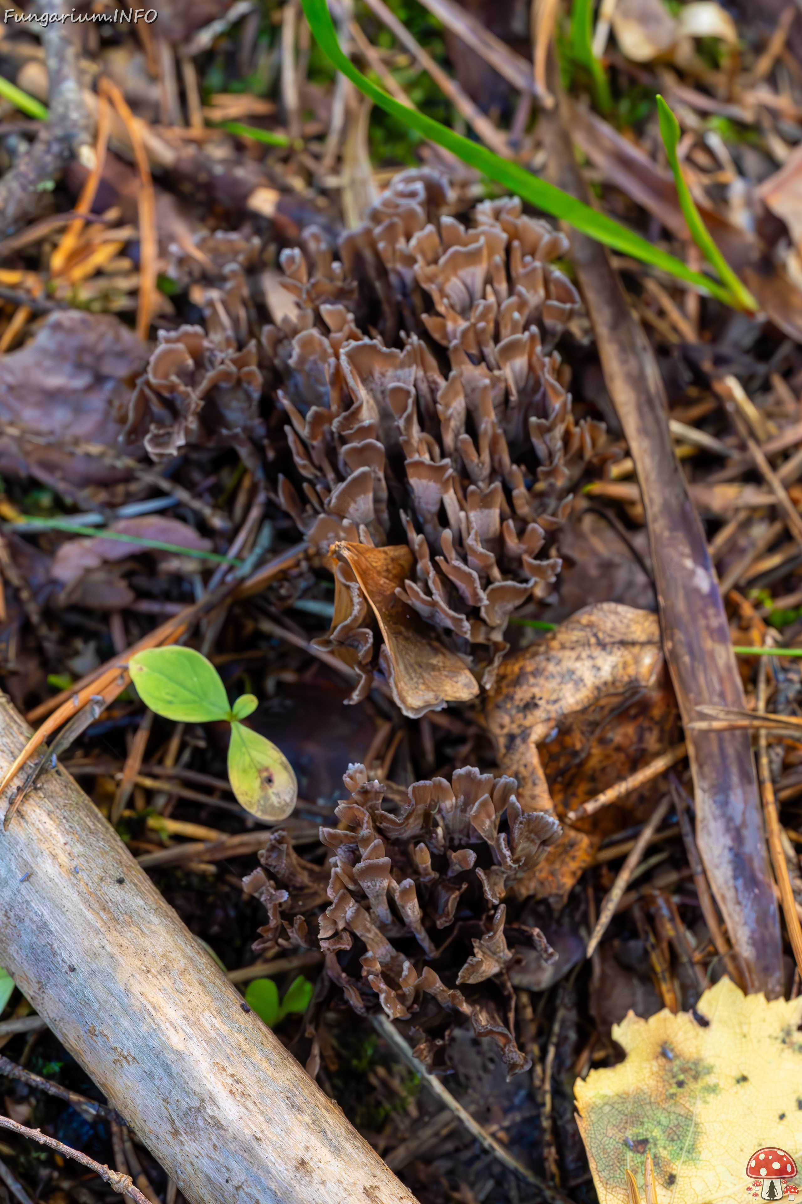 thelephora-palmata_2023-09-14_1-6 