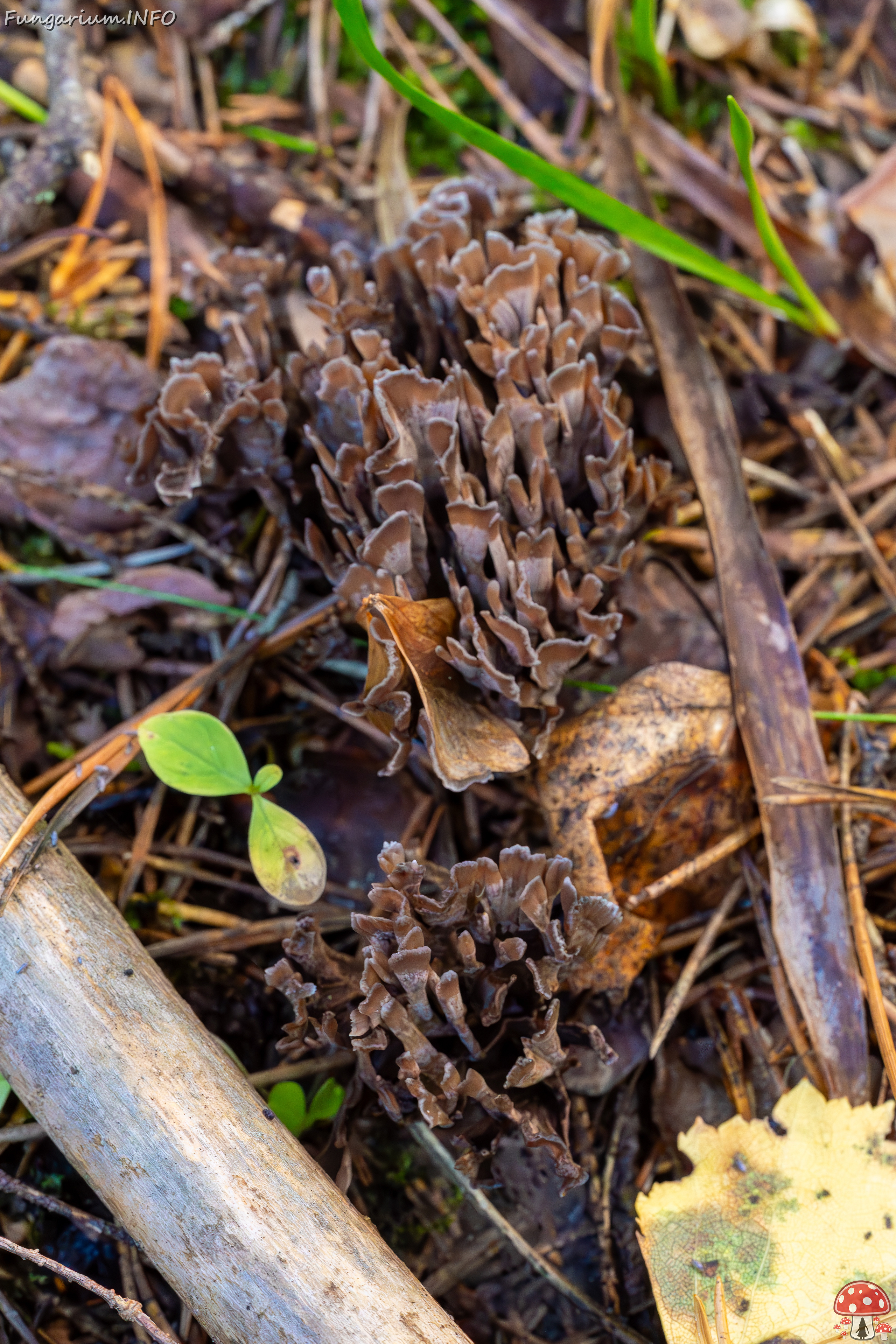 thelephora-palmata_2023-09-14_1-7 