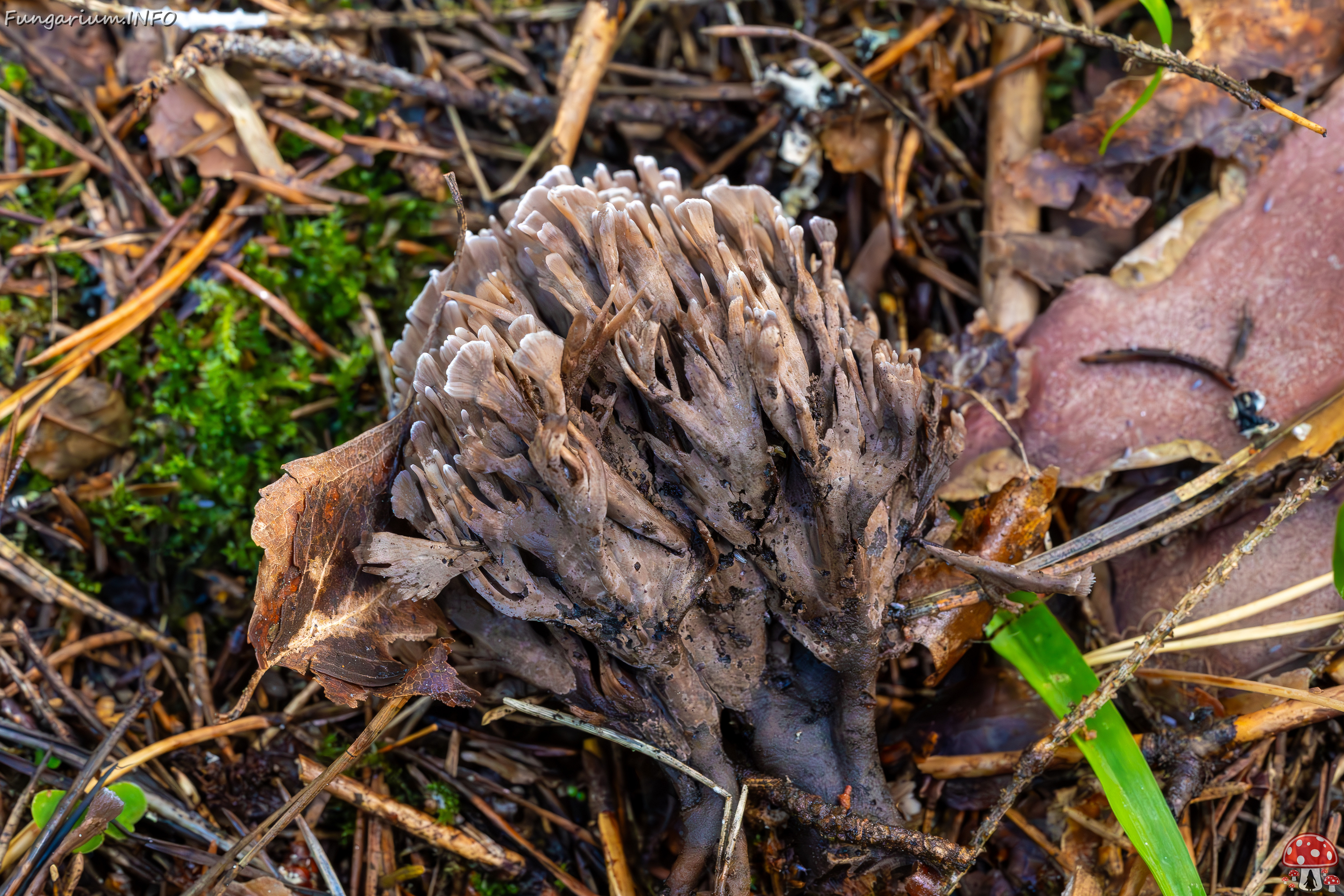 thelephora-palmata_2023-09-14_1-8 