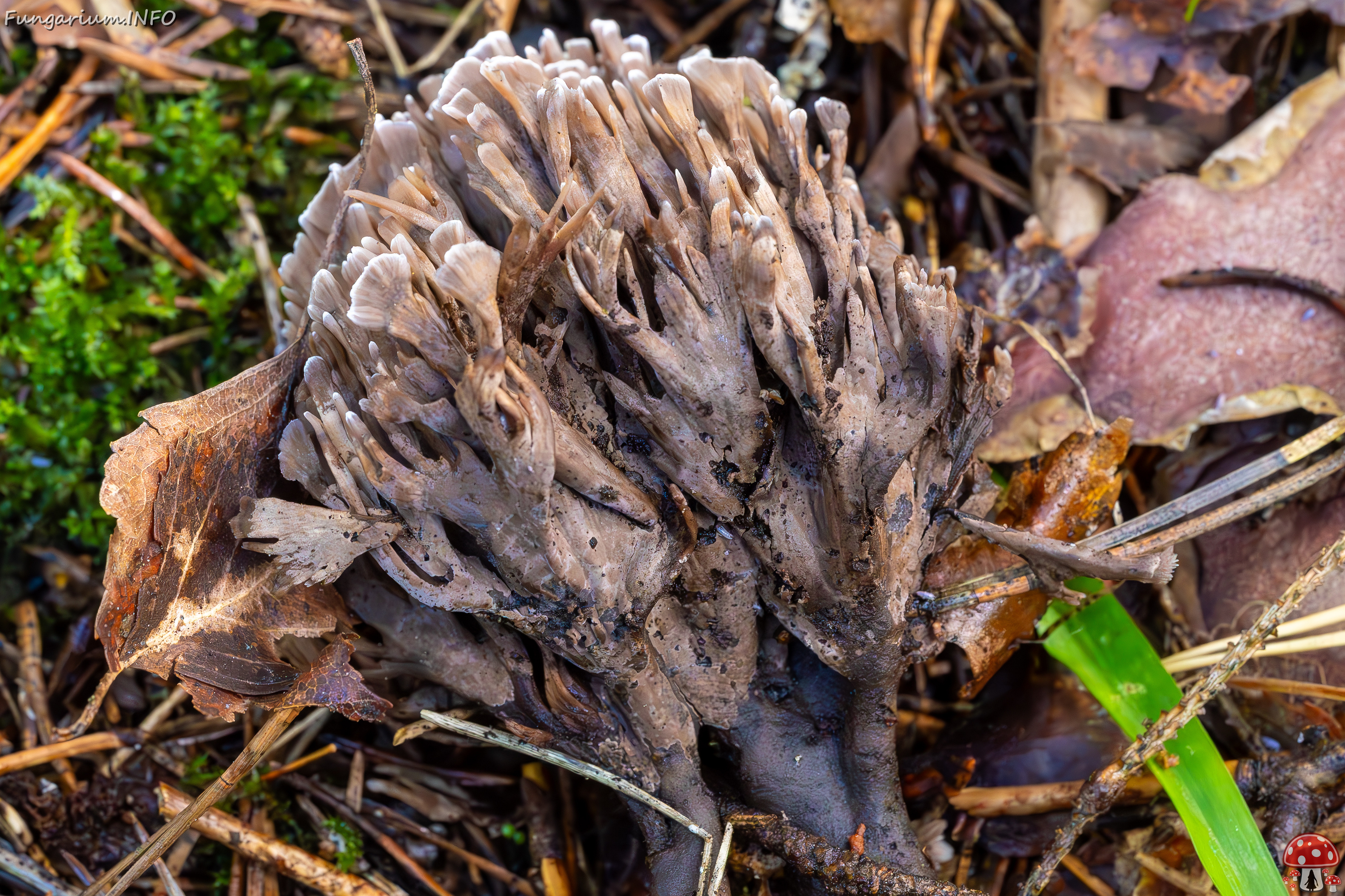 thelephora-palmata_2023-09-14_1-9 