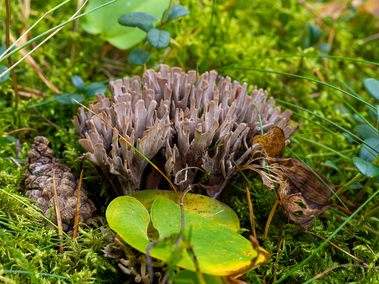 thelephora-palmata_1-6