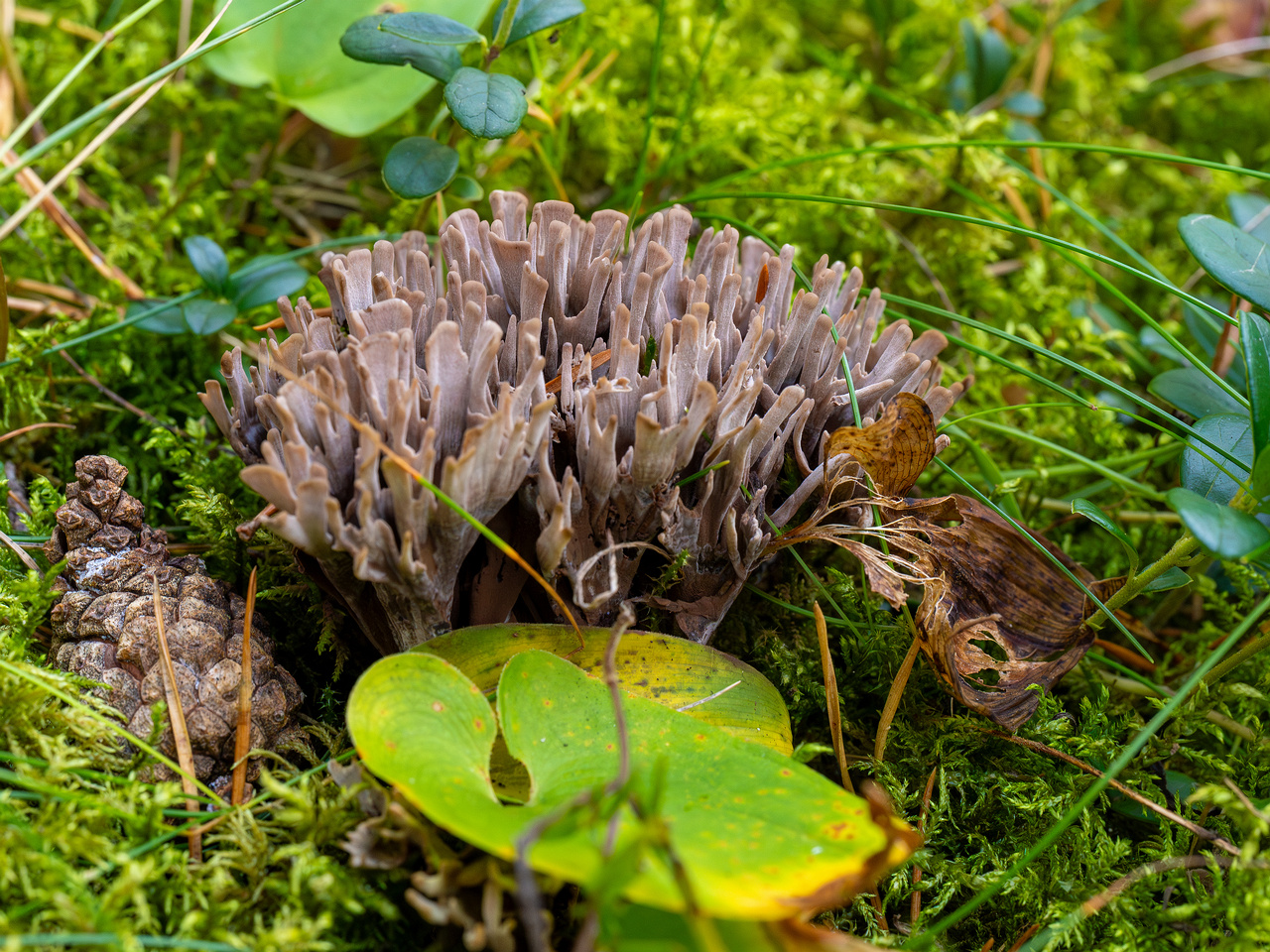 thelephora-palmata_1-8