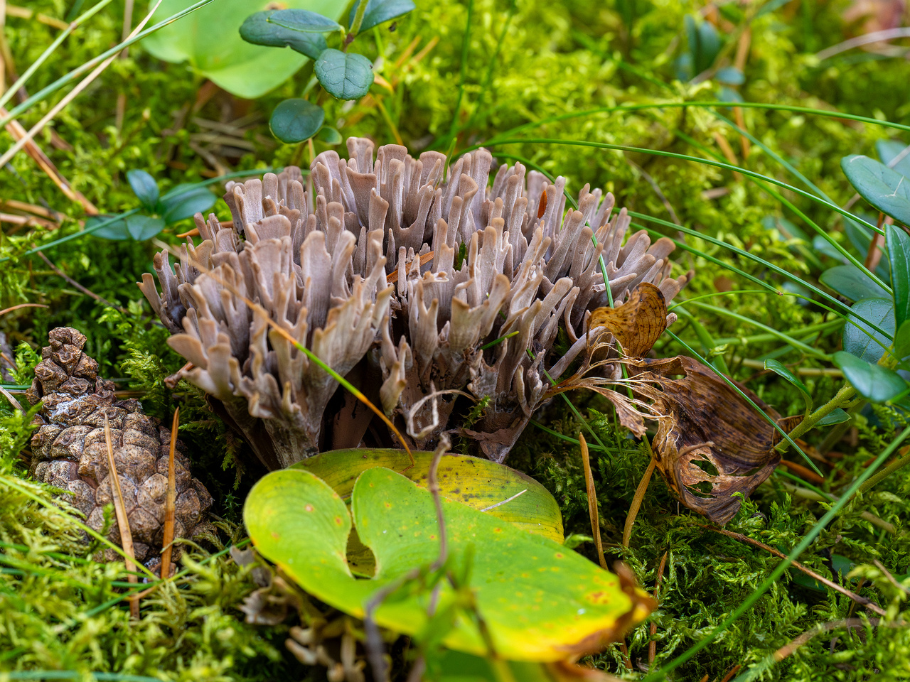 thelephora-palmata_1-9