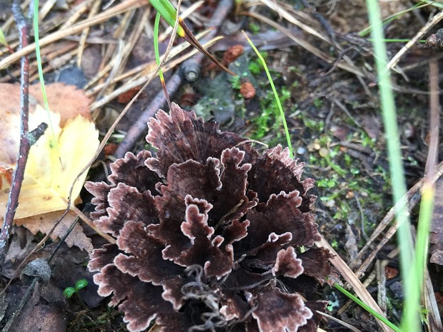 Телефора гвоздичная - Thelephora caryophyllea