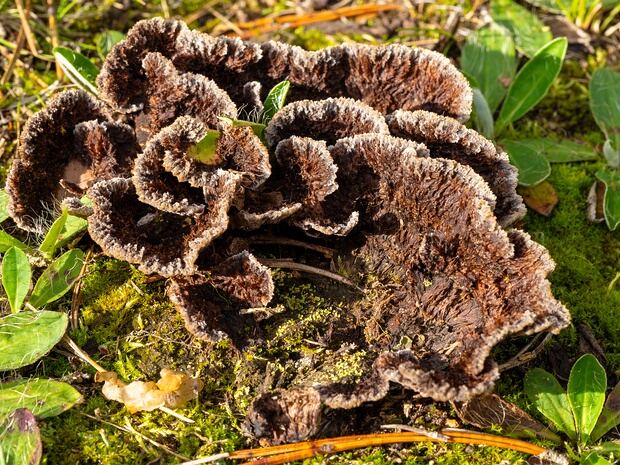 Телефора наземная - Thelephora terrestris