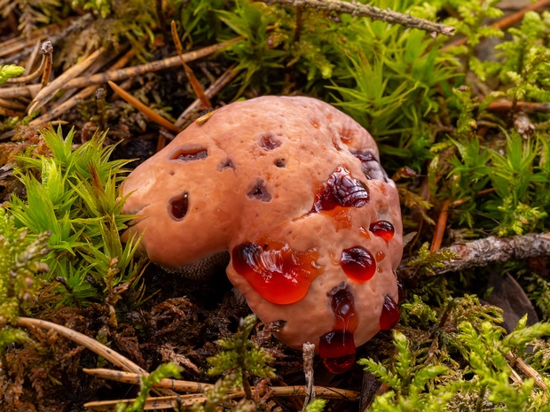 Банкеровые - Bankeraceae The Bankeraceae are a family of fungi in the order Thelephorales. Taxa are terrestrial, and ectomycorrhizal with species...