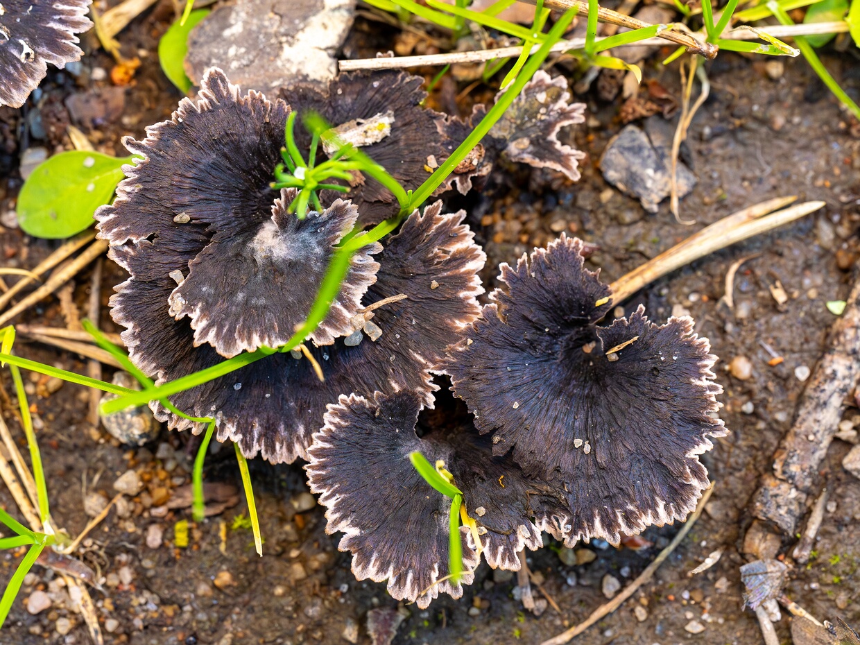 Телефоровые - Thelephoraceae The Thelephoraceae are a family of fungi in the order Thelephorales. This grouping of mushrooms is commonly known as the...
