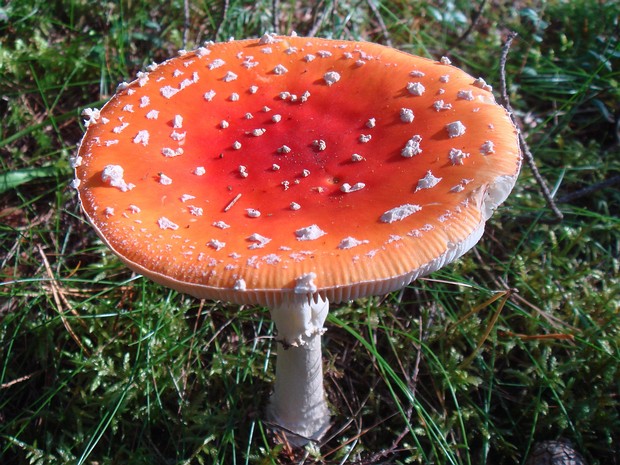 Agaricomycetes - Агарикомицеты - Gilled Fungi - Blätterpilze Agaricales is an order of fungi that includes the gilled mushrooms, as well as several other types of fungi with diverse...