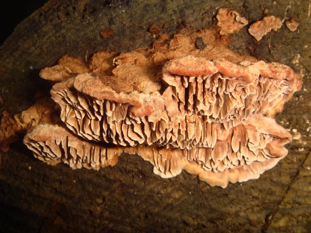 Глеофилловые - Gloeophyllales The Gloeophyllales are a phylogenetically defined order of wood-decay fungi that is characterized by the ability to...