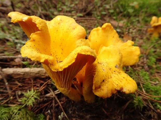Лисичковые - Cantharellales The Cantharellales are an order of fungi in the class Agaricomycetes. The order includes not only the chanterelles...