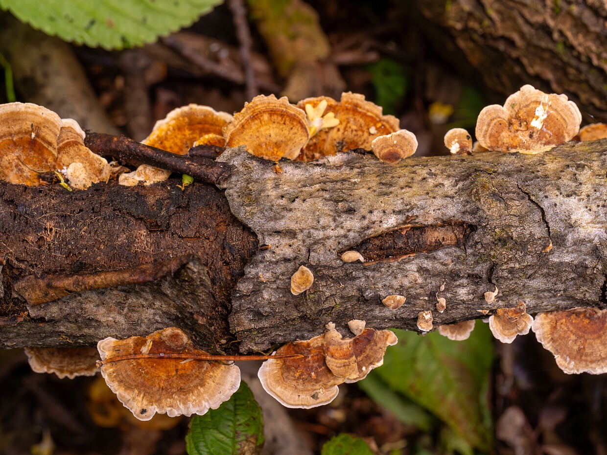 Полипоровые - Polyporales The Polyporales are an order of about 1800 species of fungi in the division Basidiomycota. The order includes some (but...