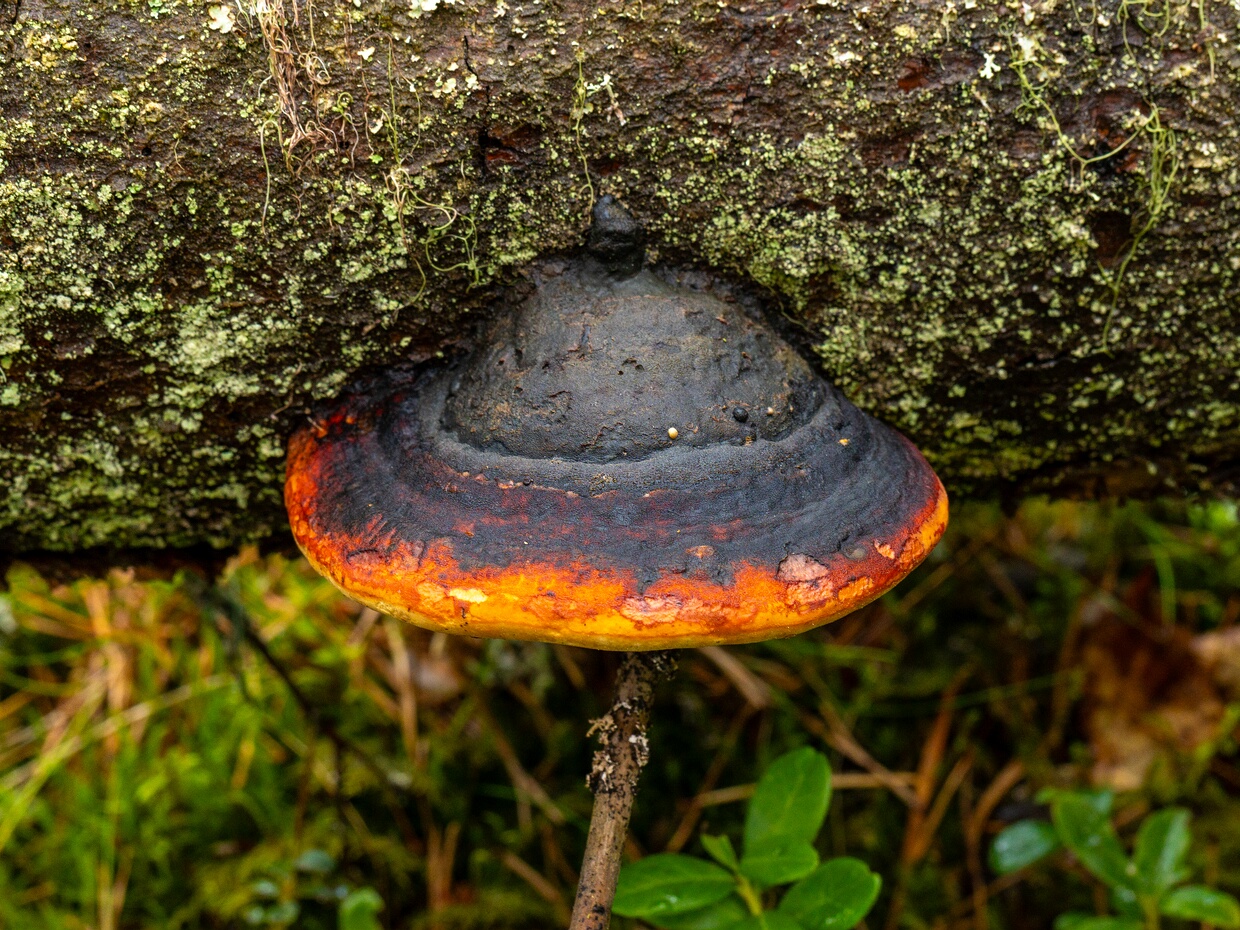 Полипоровые - Polyporales The Polyporales are an order of about 1800 species of fungi in the division Basidiomycota. The order includes some (but...
