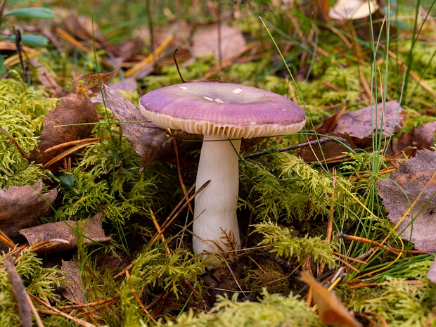 Сыроежковые - Russulales The Russulales are an order of the Agaricomycetes, (which include the agaric genera Russula and Lactarius and their...