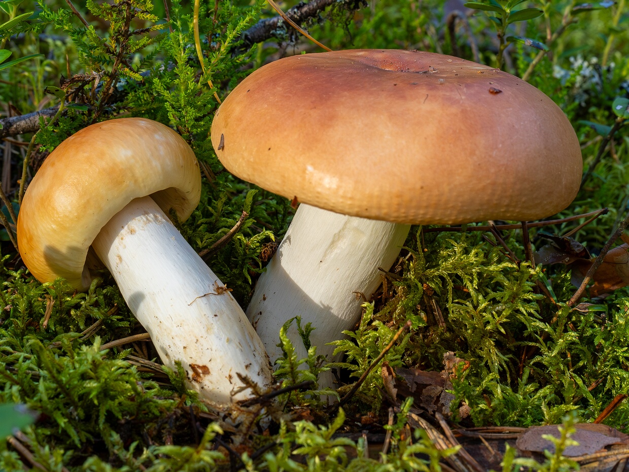 Сыроежковые - Russulales The Russulales are an order of the Agaricomycetes, (which include the agaric genera Russula and Lactarius and their...