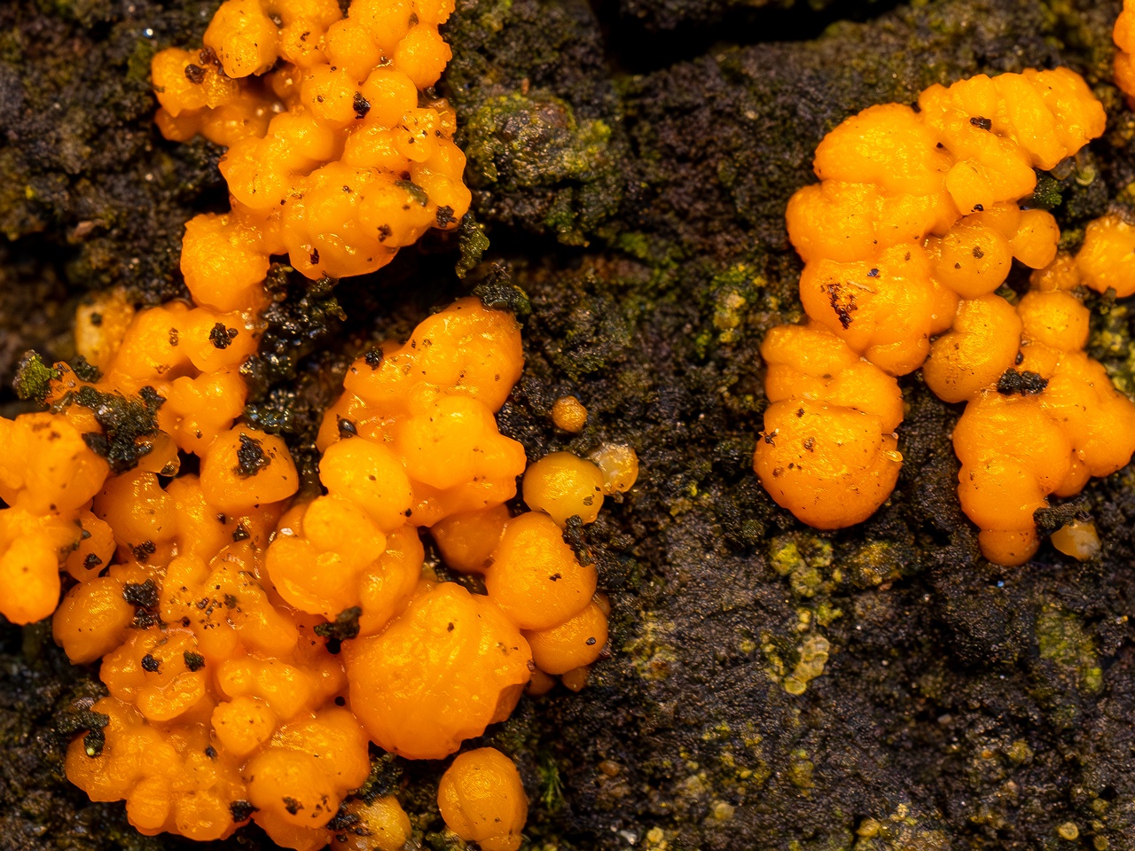 !Dacrymyces stillatus _2025-11-23_1-11