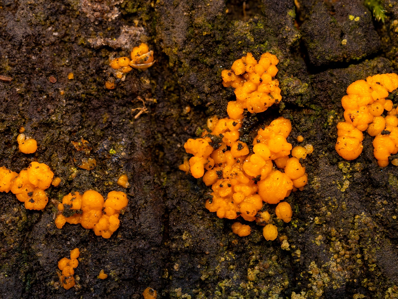 Dacrymyces stillatus _2025-11-23_1-10