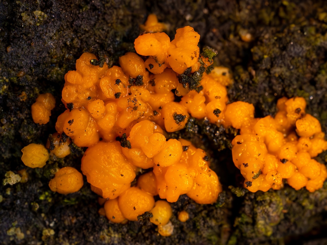 Dacrymyces stillatus _2025-11-23_1-12