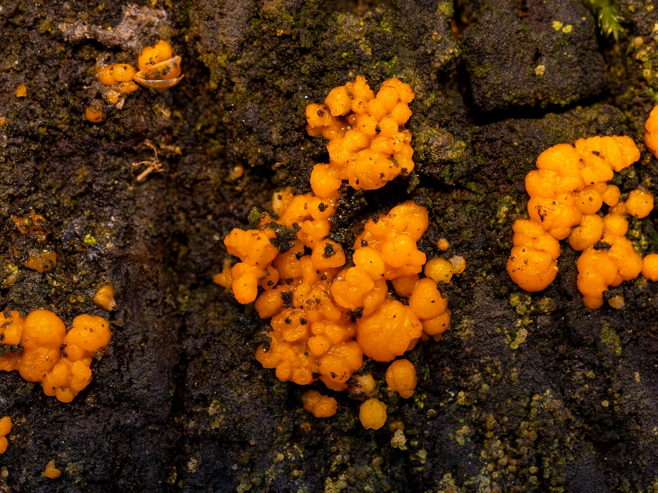 Dacrymyces stillatus _2025-11-23_1-14