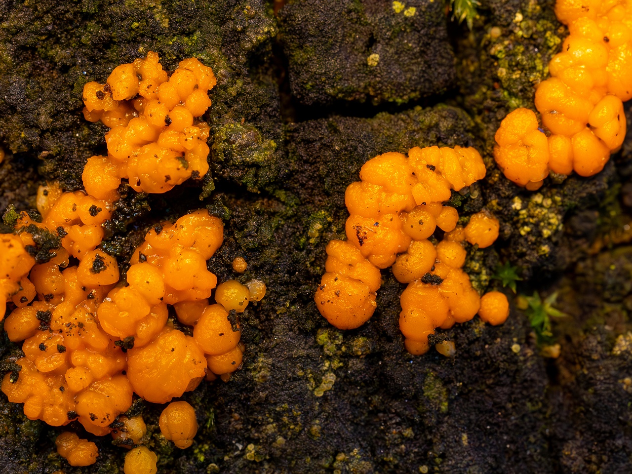 Dacrymyces stillatus _2025-11-23_1-16