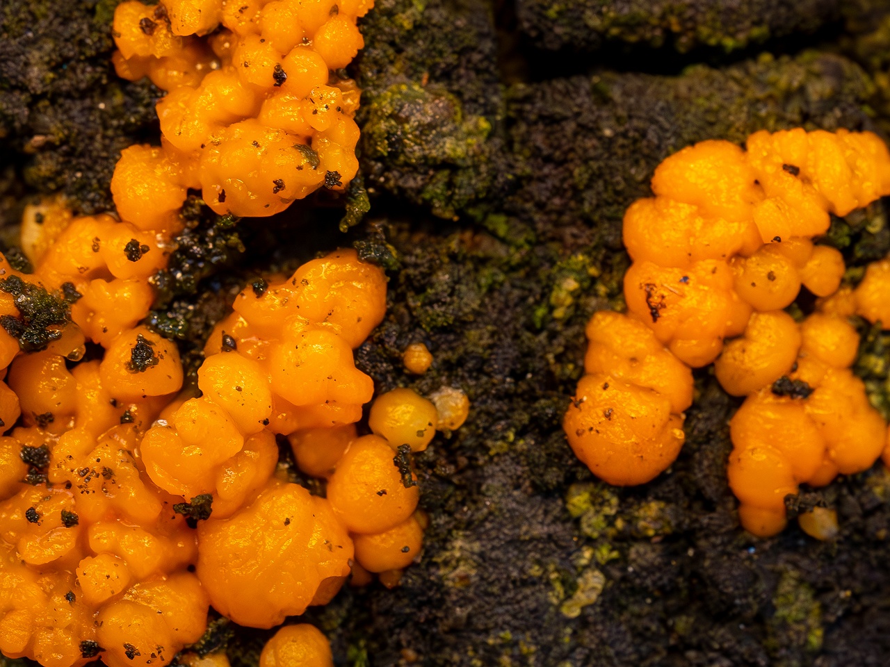 Dacrymyces stillatus _2025-11-23_1-17