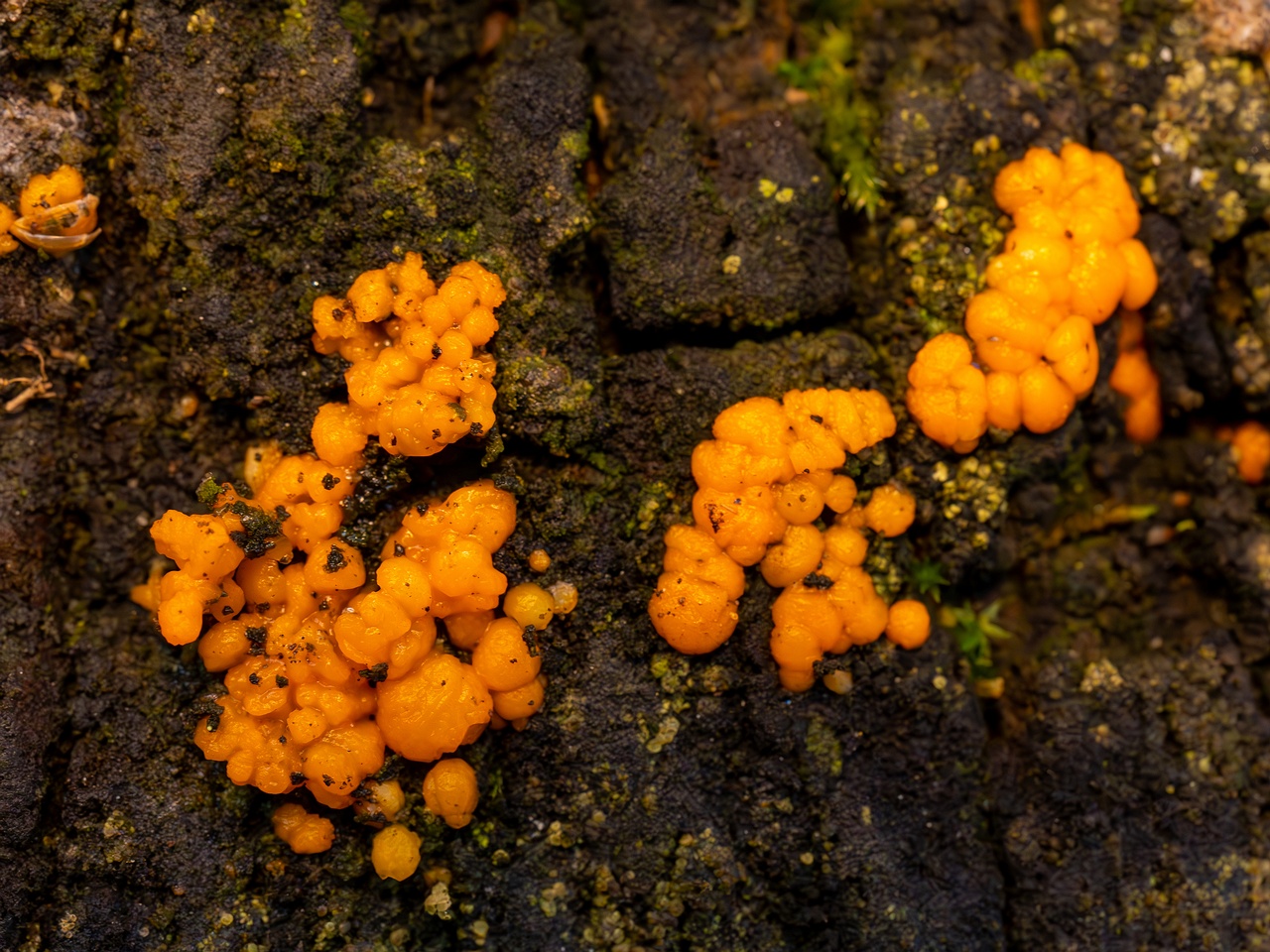 Dacrymyces stillatus _2025-11-23_1-18