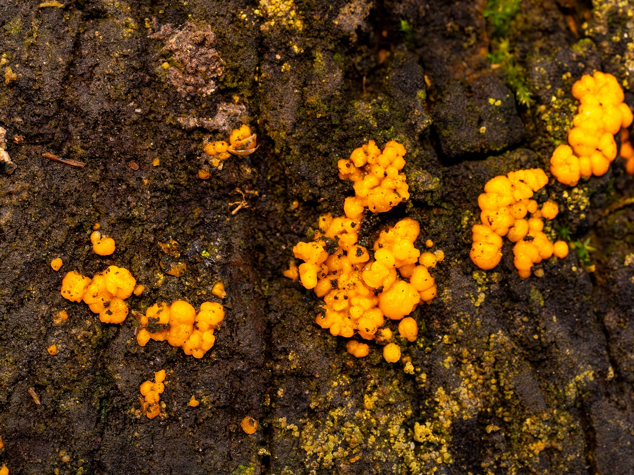 Dacrymyces stillatus _2025-11-23_1-21