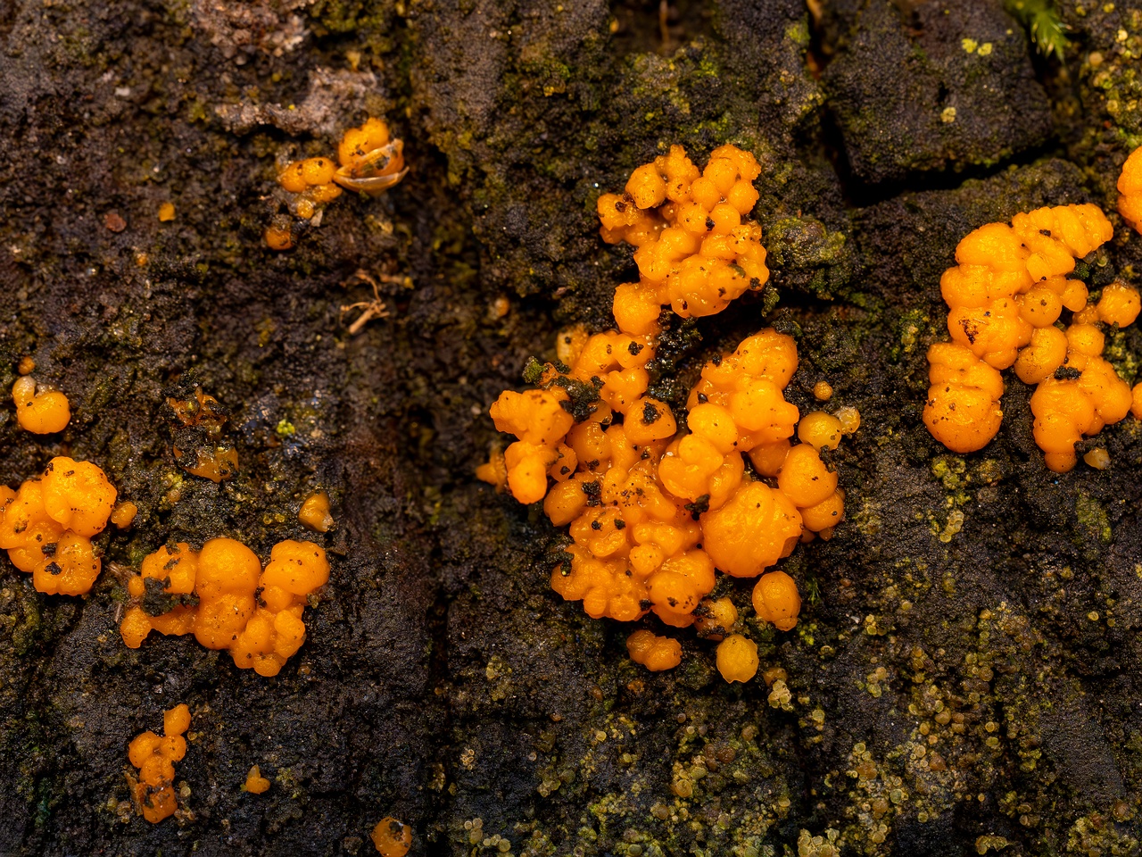 Dacrymyces stillatus _2025-11-23_1-8