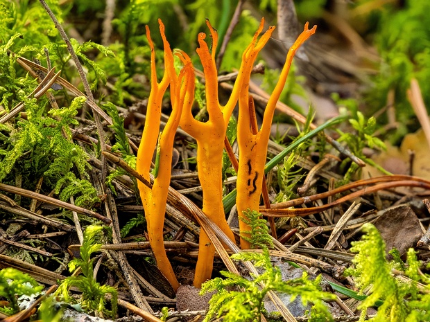 Калоцера клейкая - Calocera viscosa