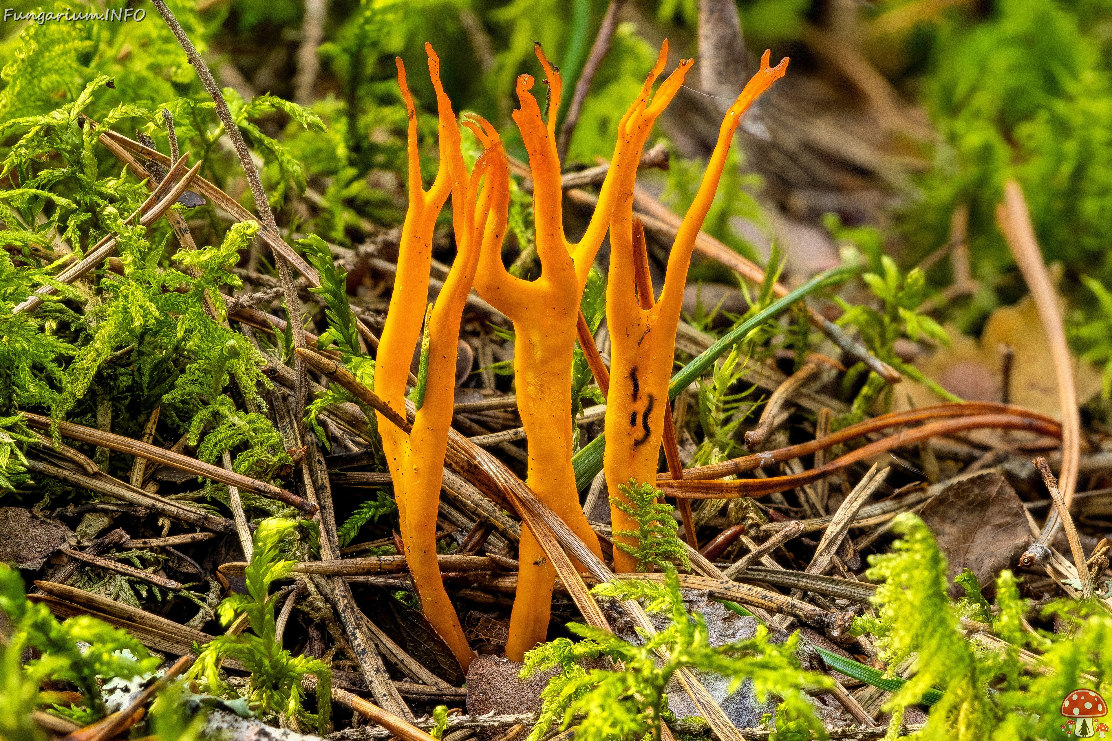 !calocera-viscosa_2023-09-10_FS-1_ 