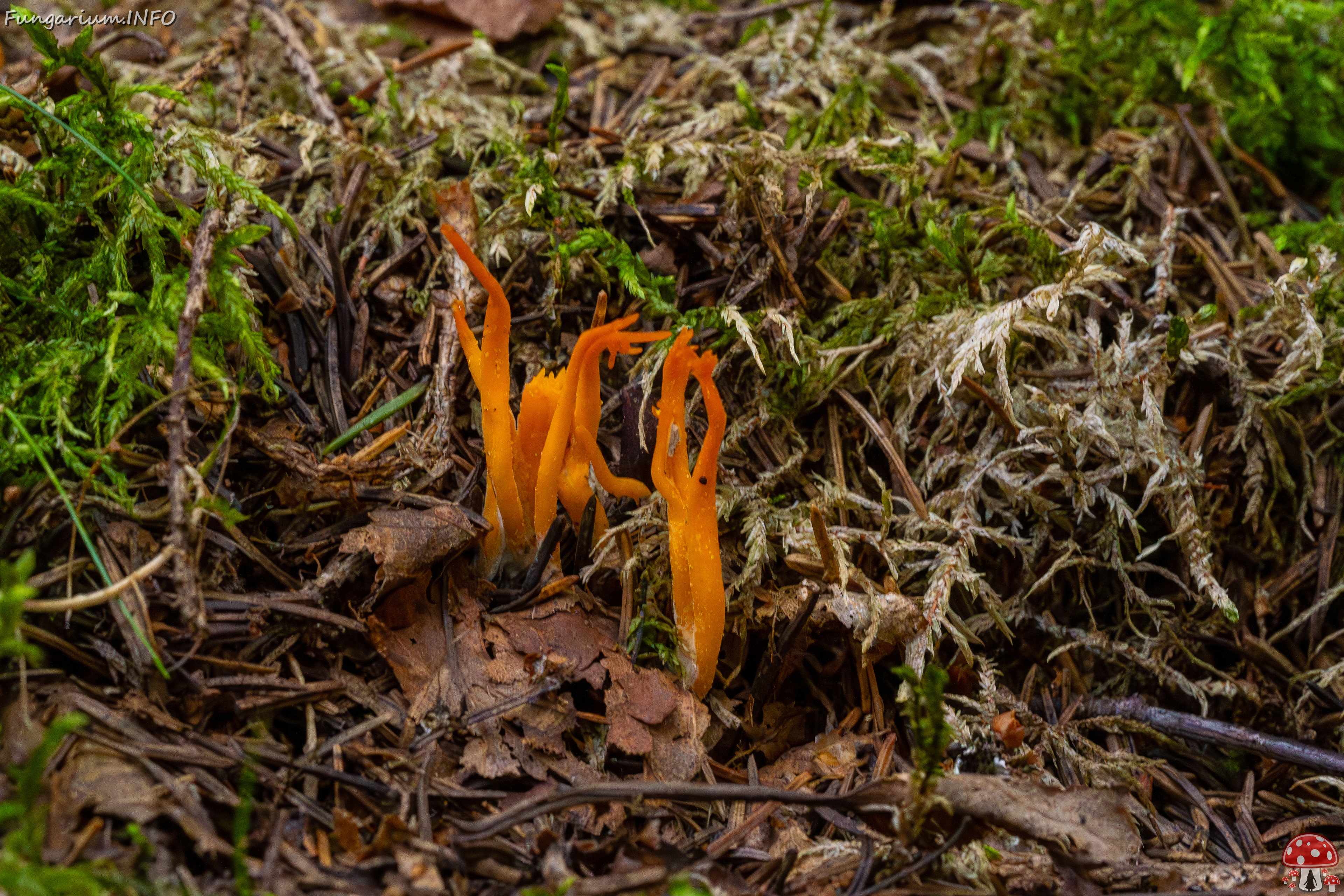 calocera-viscosa_1-1 