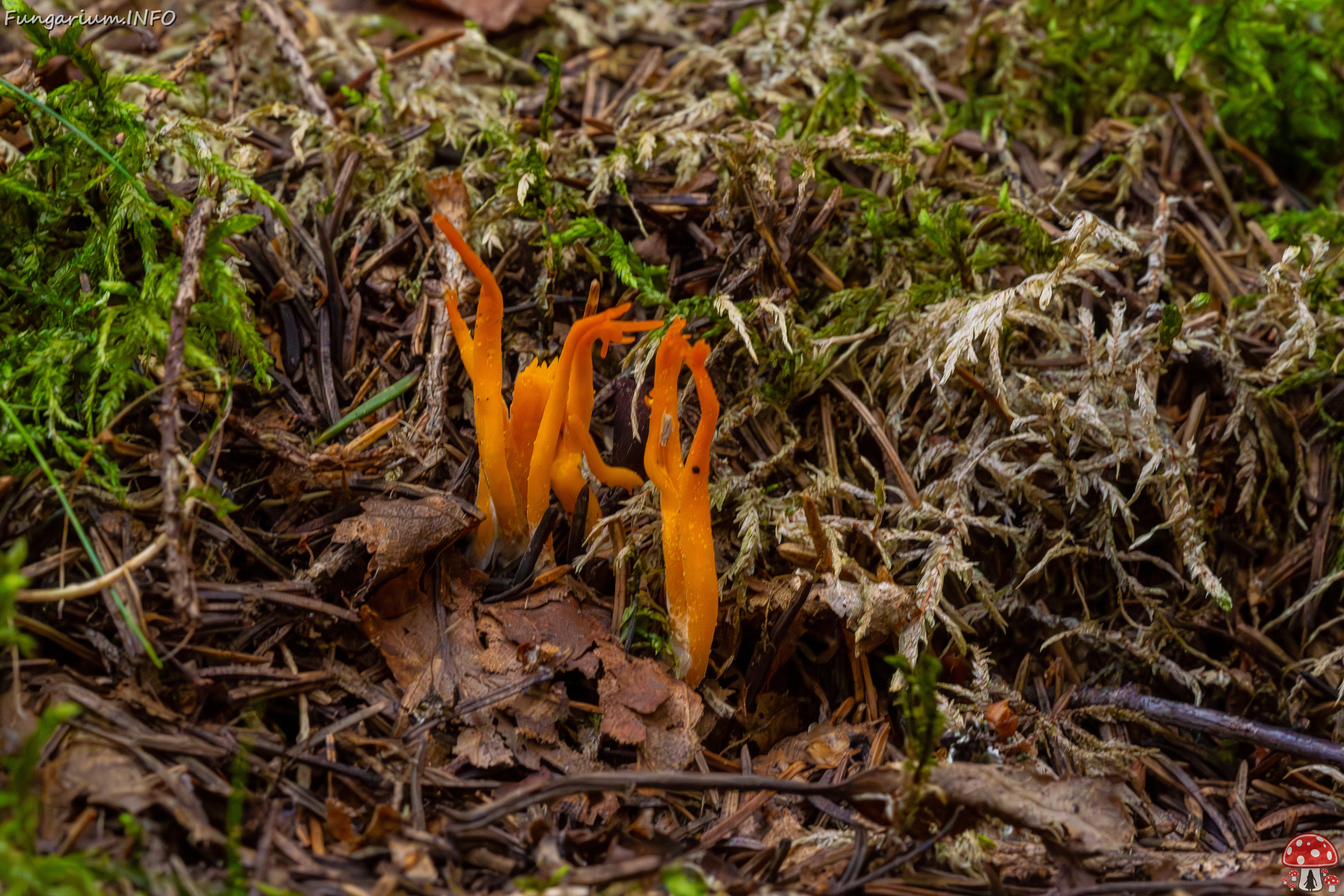 calocera-viscosa_1-2 