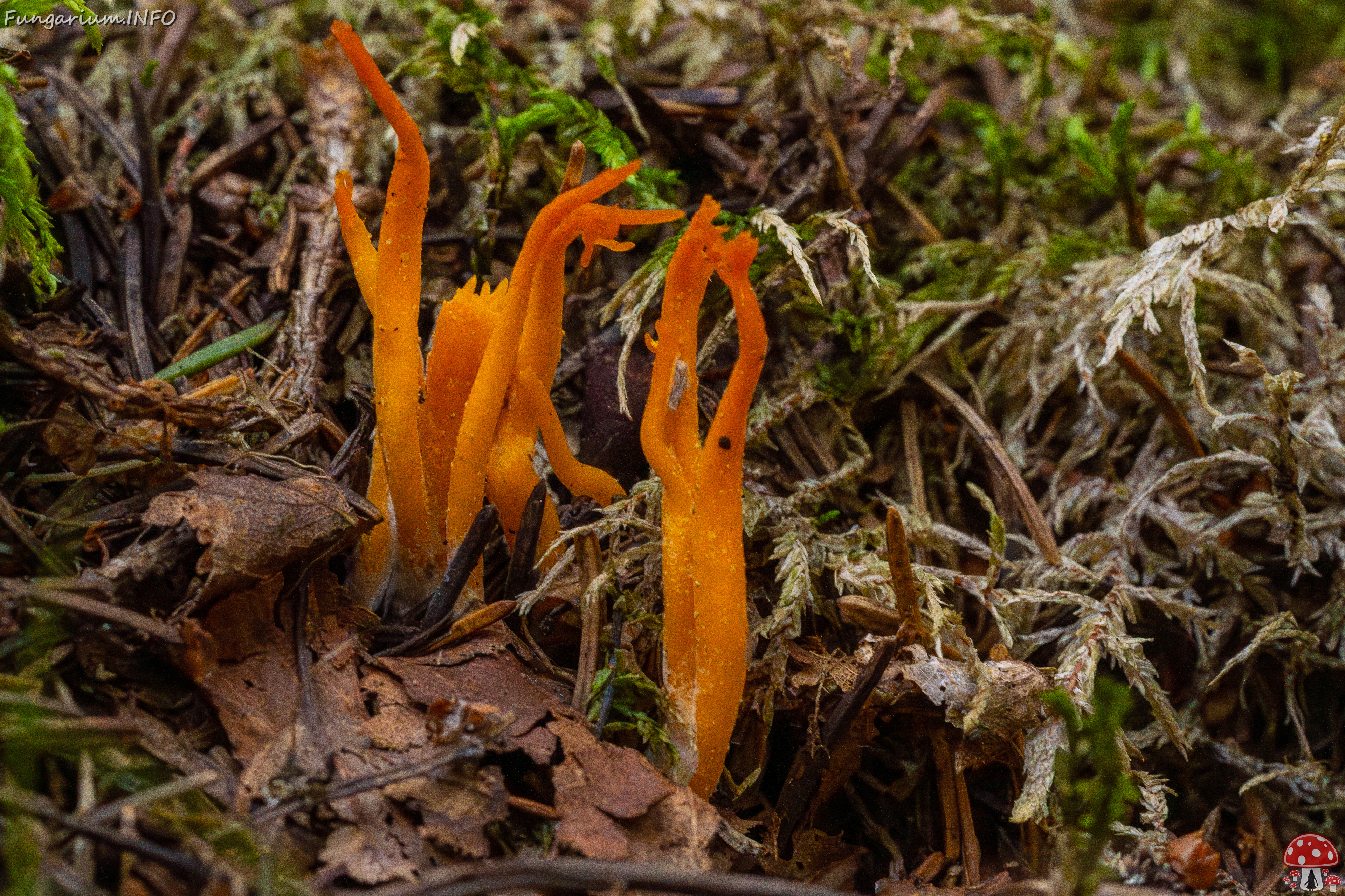 calocera-viscosa_1-3 