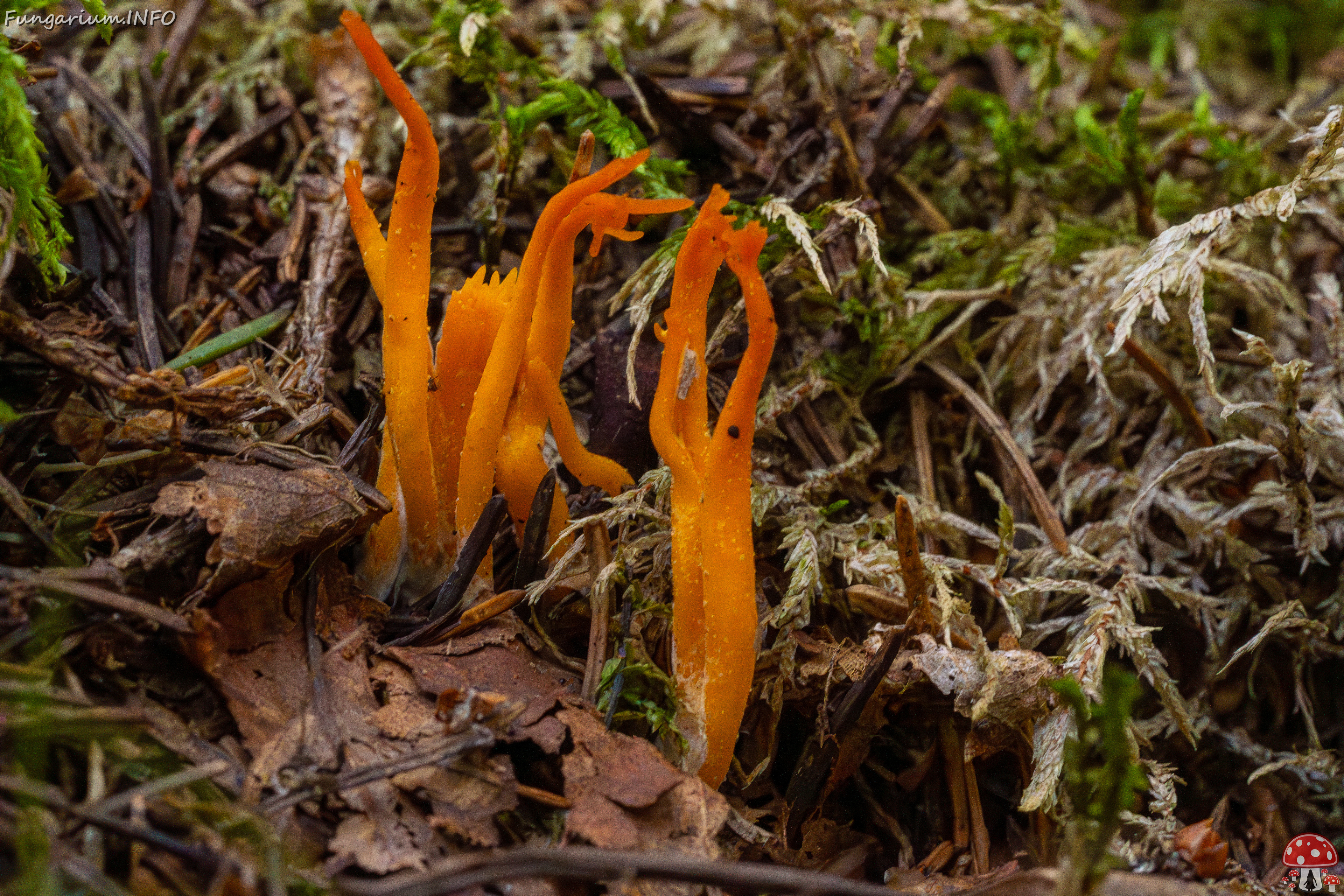 calocera-viscosa_1-5 