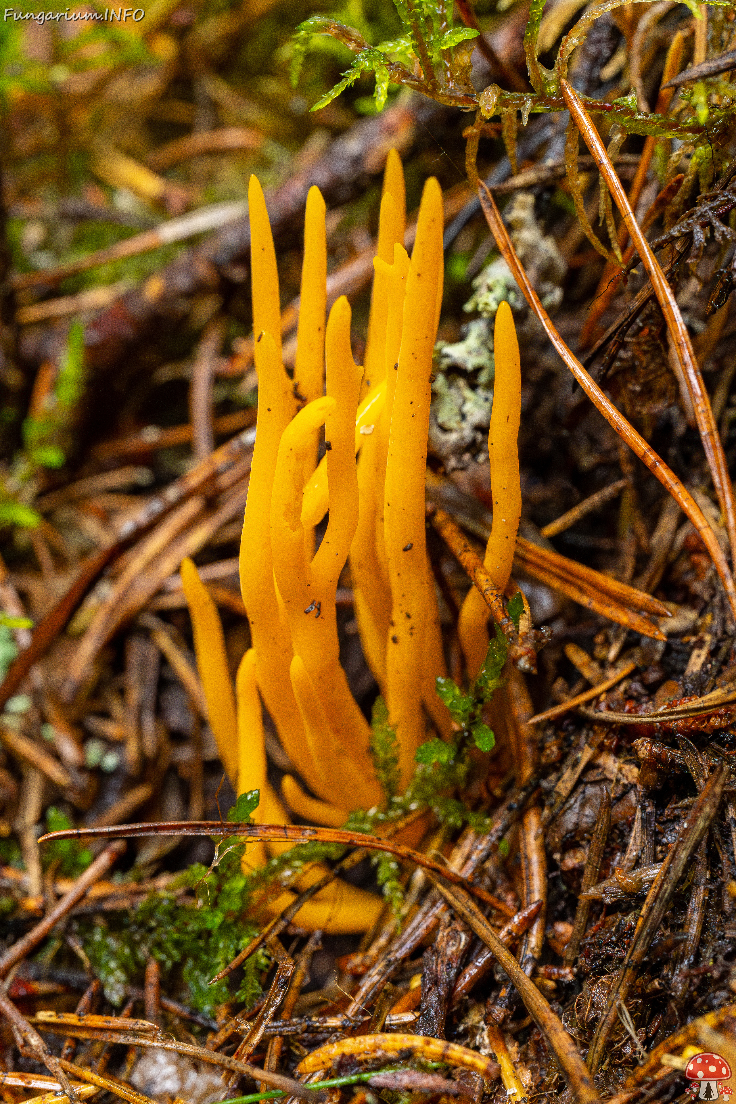 calocera-viscosa_2-2 