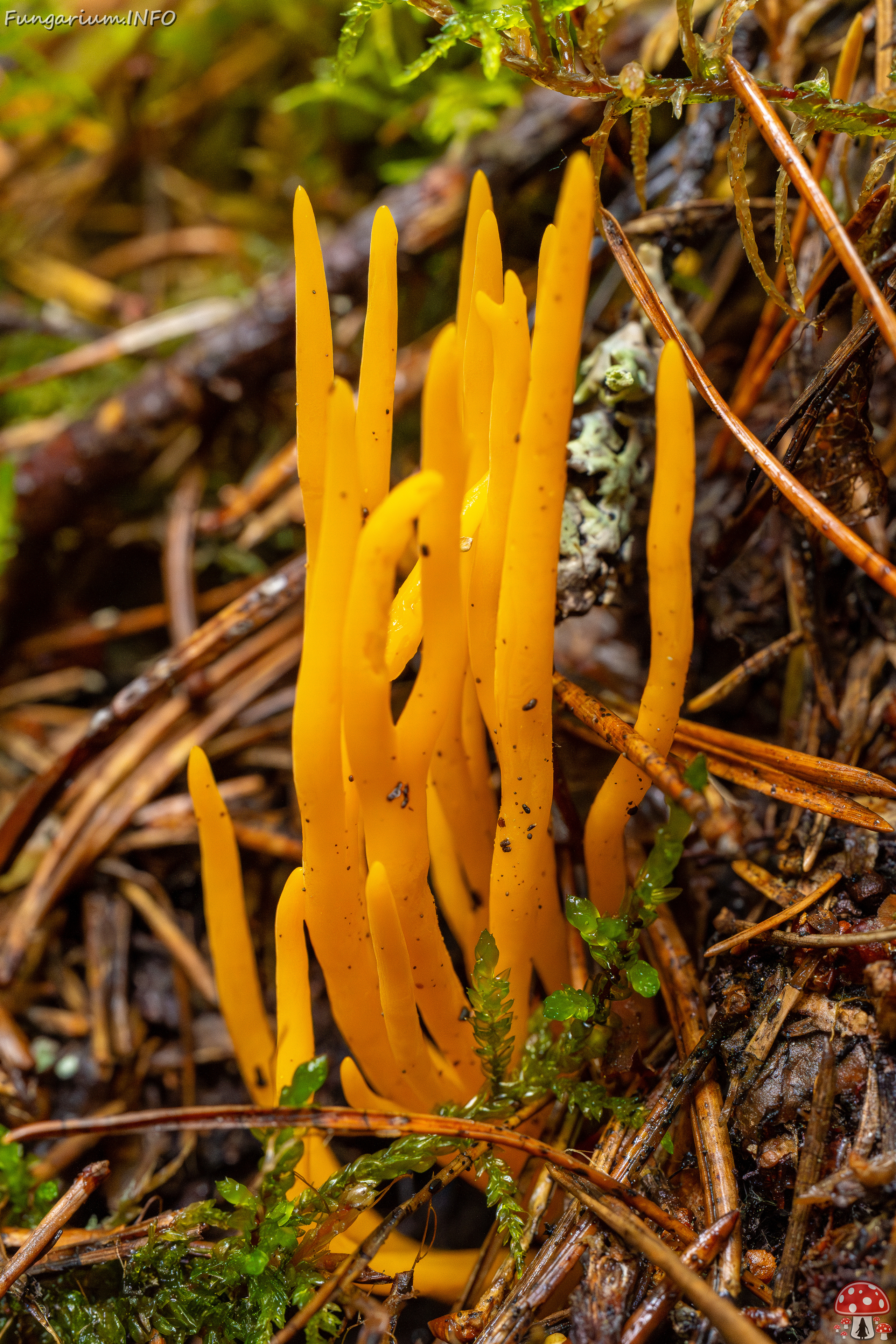 calocera-viscosa_2-3 