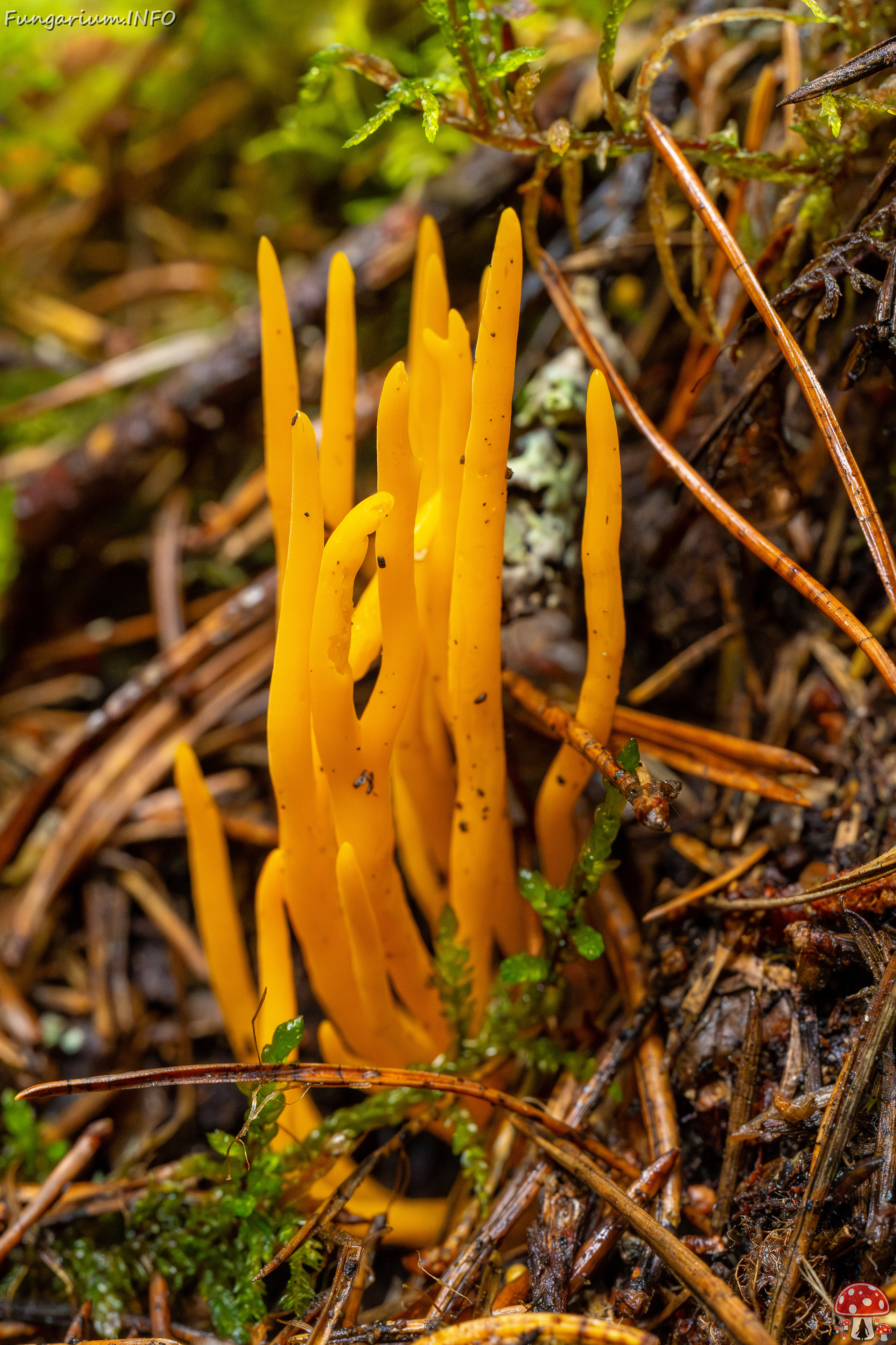 calocera-viscosa_2-4 