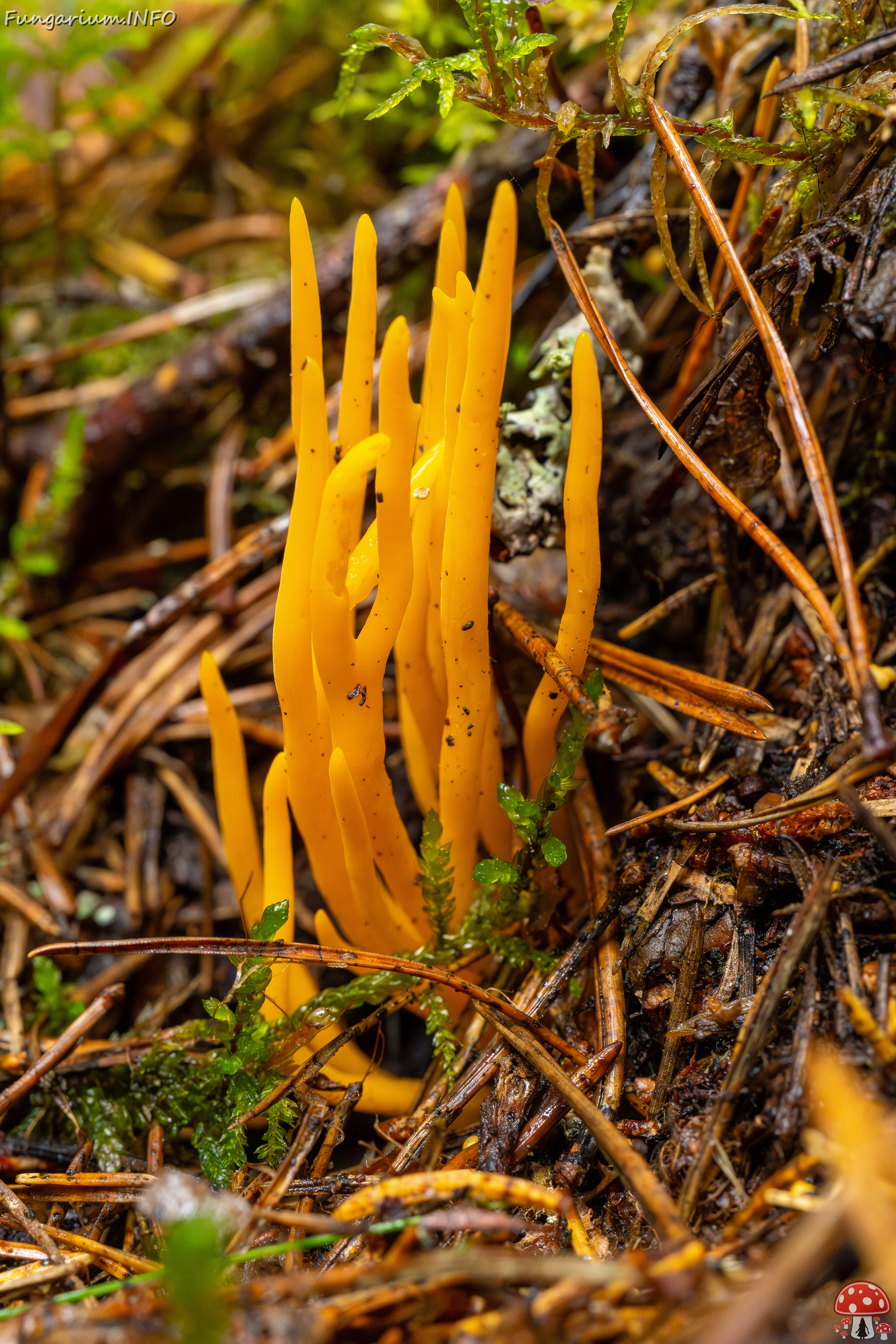 calocera-viscosa_2-5 