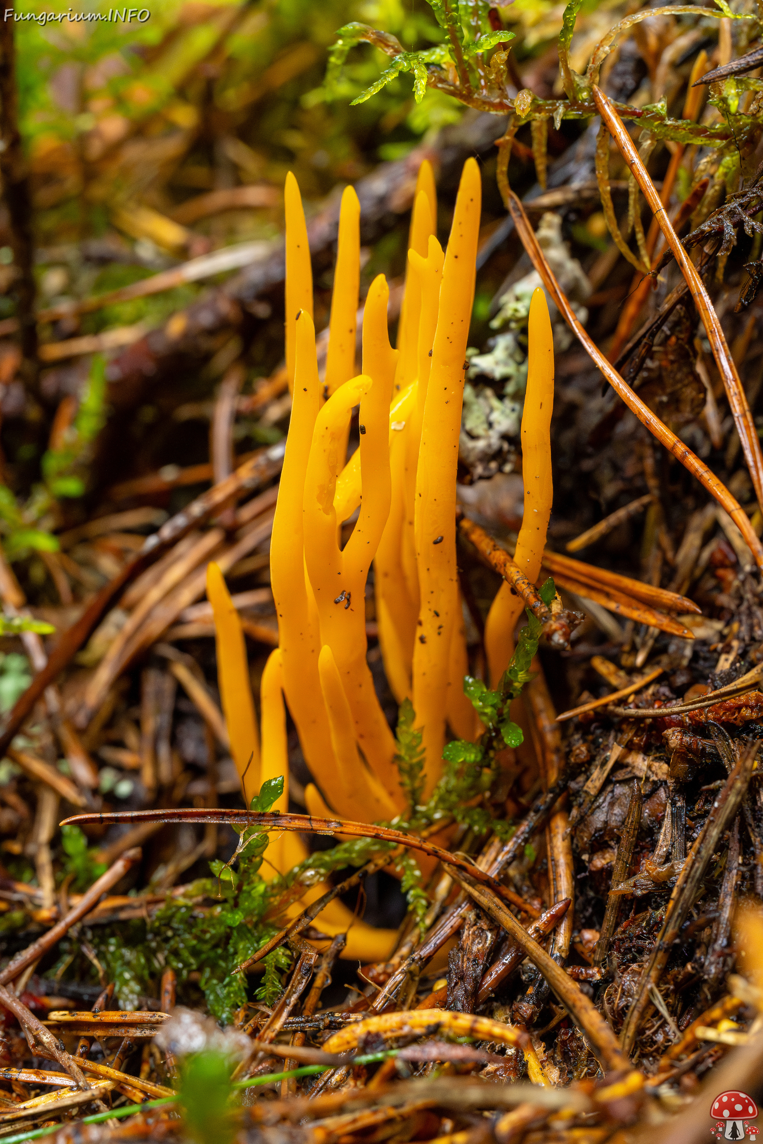 calocera-viscosa_2-6 