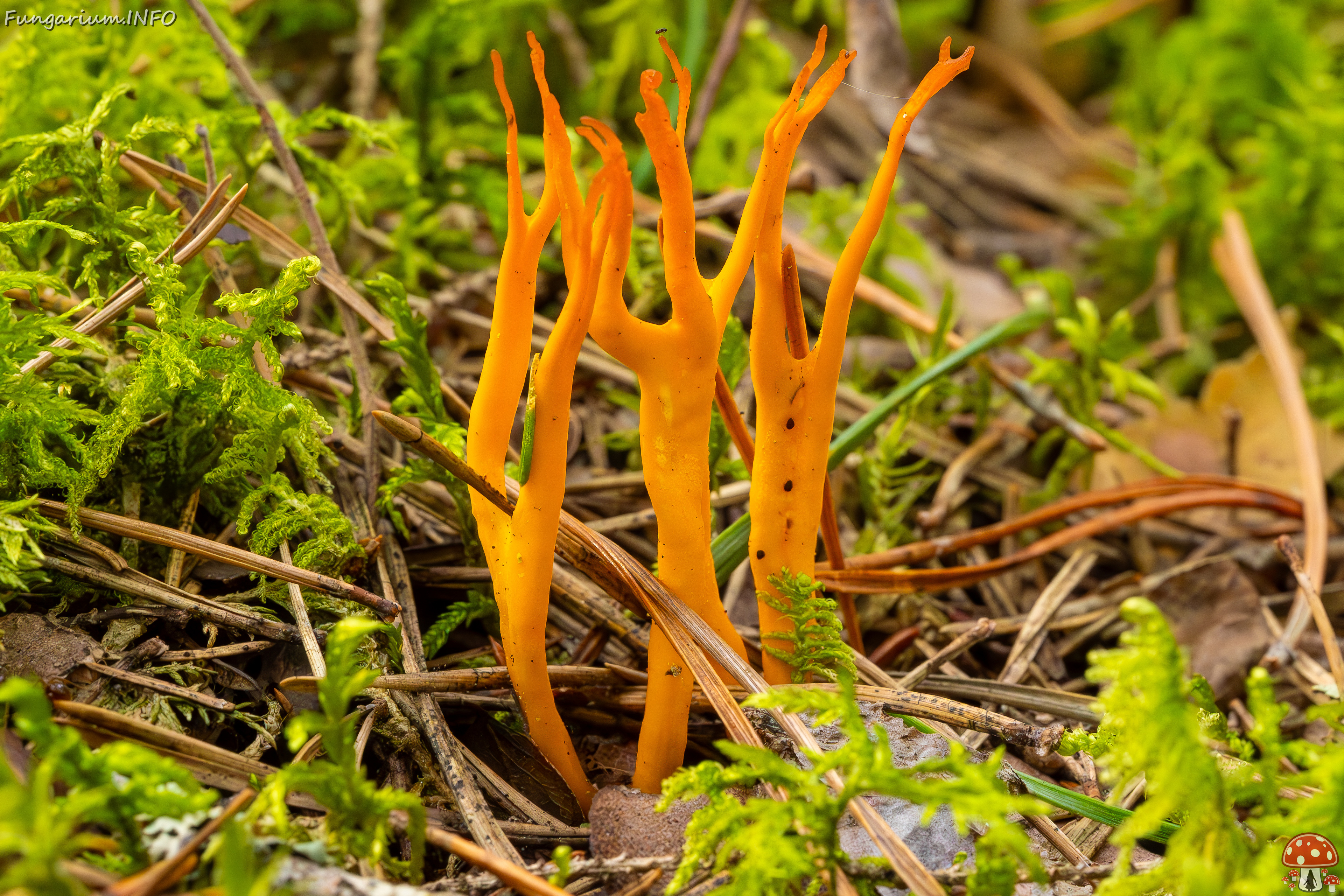 calocera-viscosa_2023-09-10_1-1 