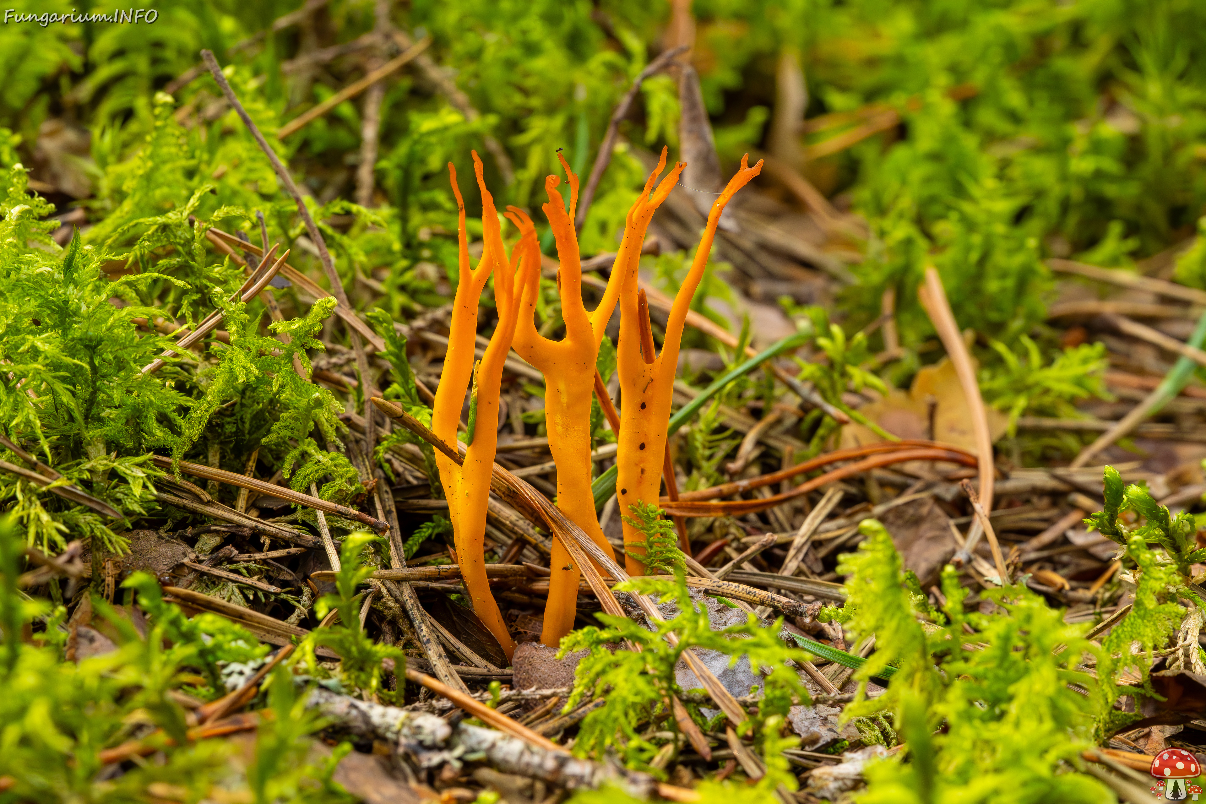 calocera-viscosa_2023-09-10_1-2 